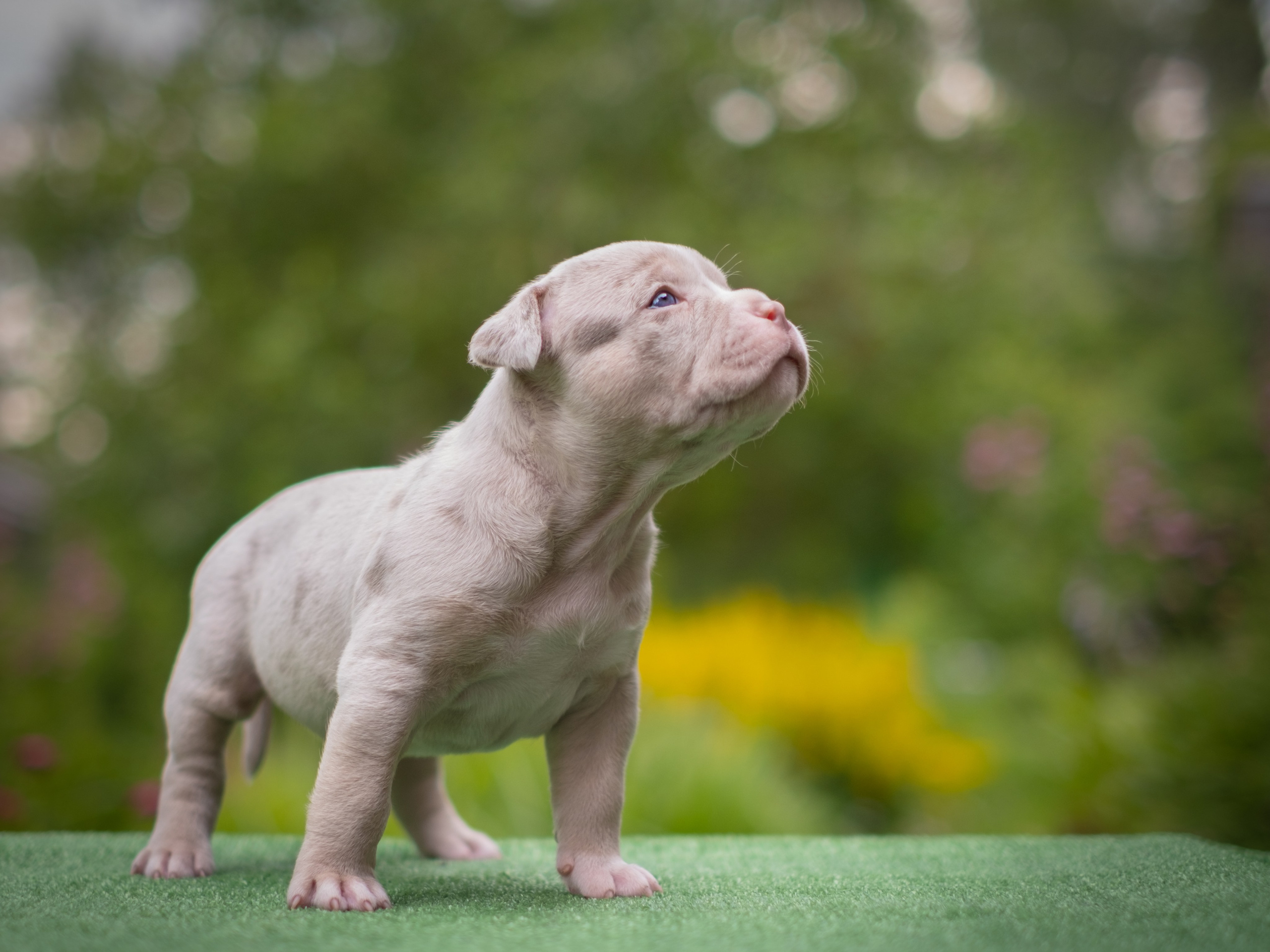 Американские булли для Ирины. Зоофотограф, фотограф животных в Москве и области Дина Дамоцева