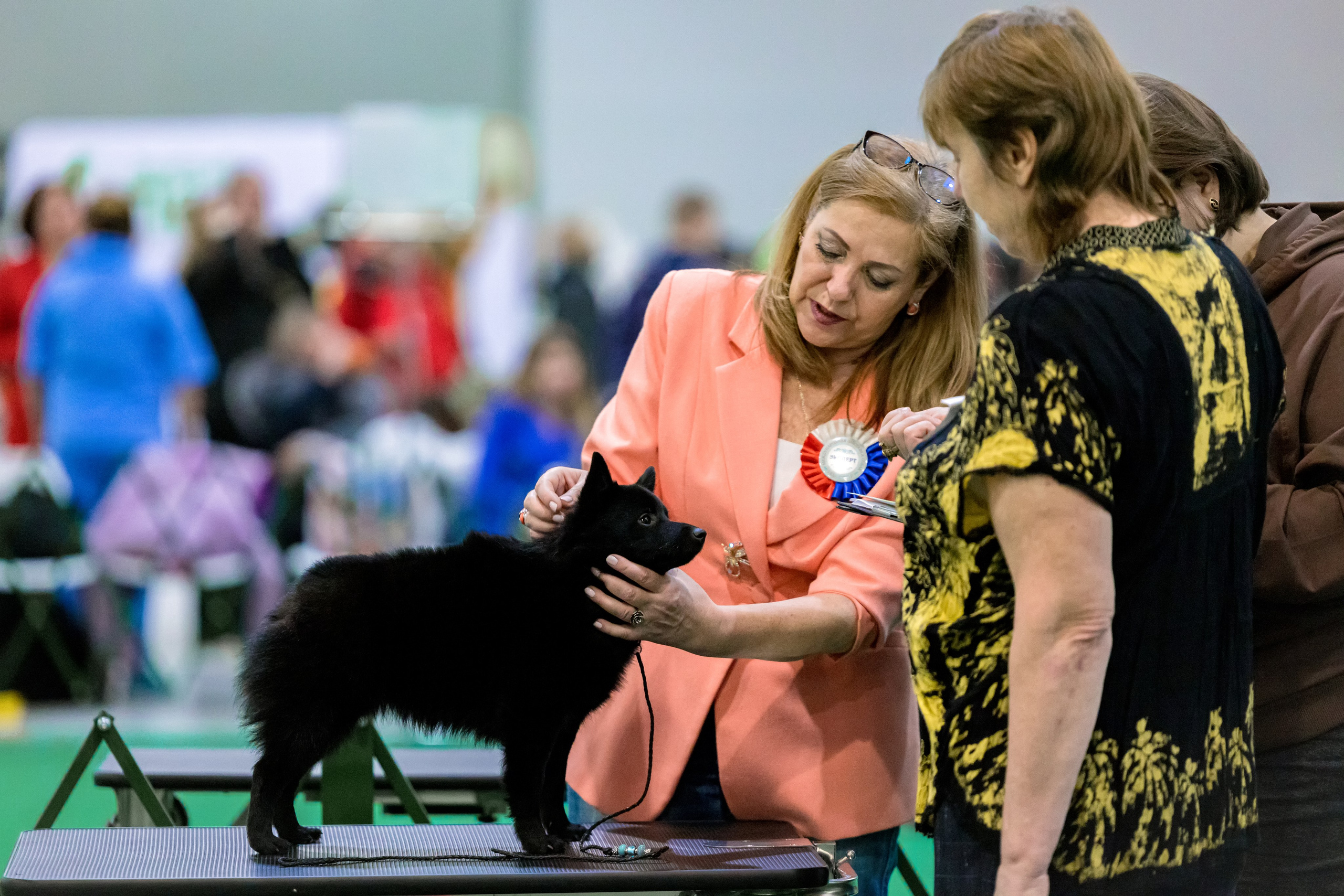 Крокус 3,9 и 10.12.2023. Фотограф-анималист Юлия Германика