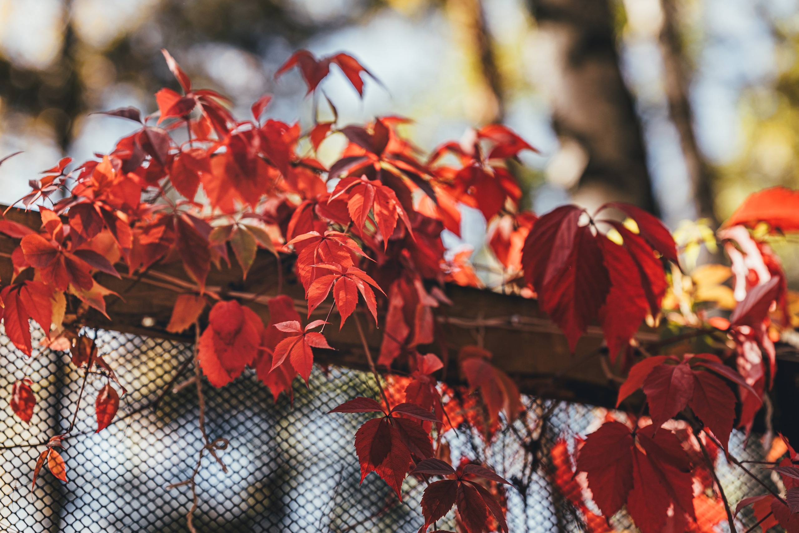 Пейнтбол, Лосино-Петровский, клуб Сова. Наталья Дукалова фотограф Щелково Королев Пушкино Москва Балашиха