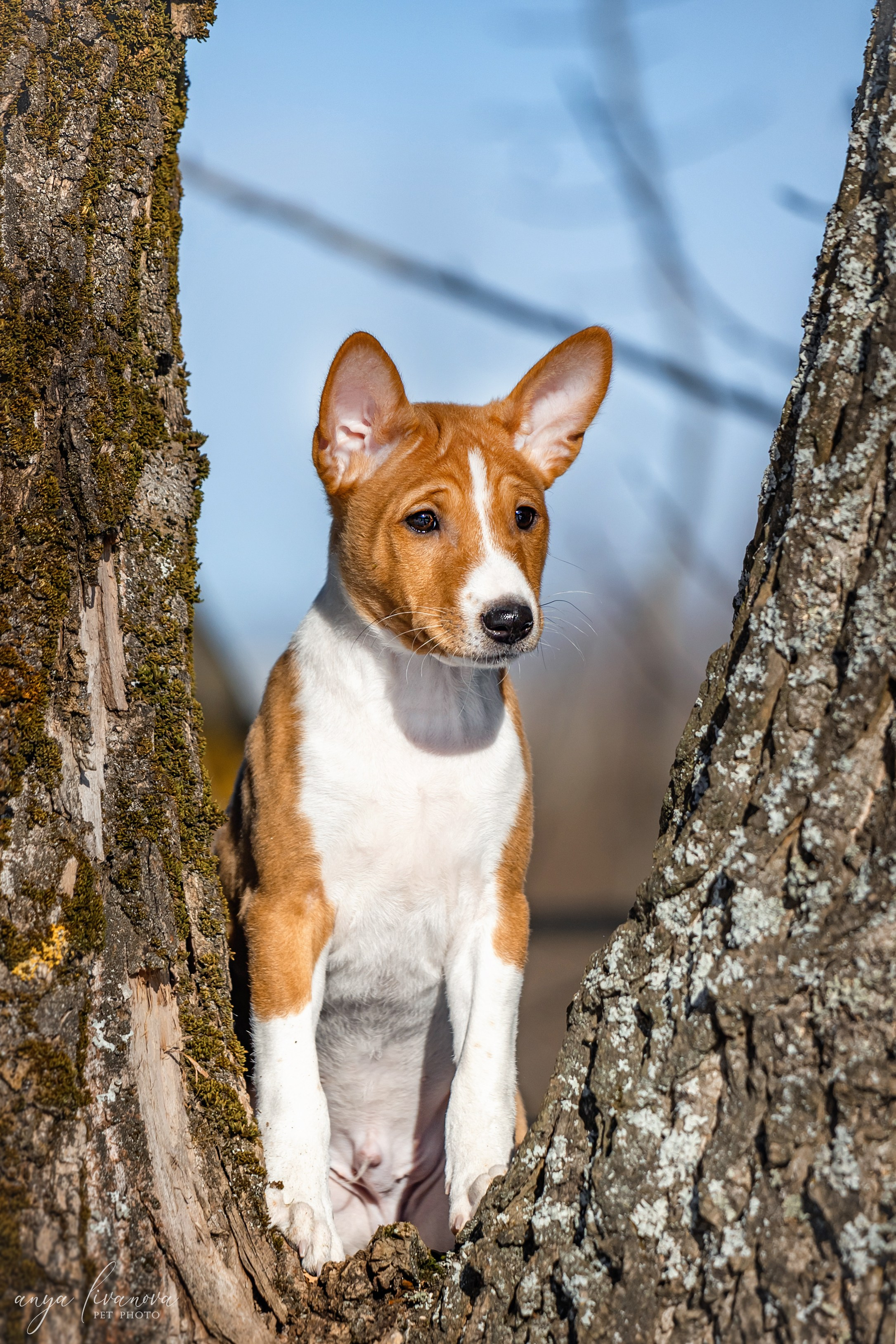 Балу. Фотограф анималист Аня Ливанова | Рыбинск