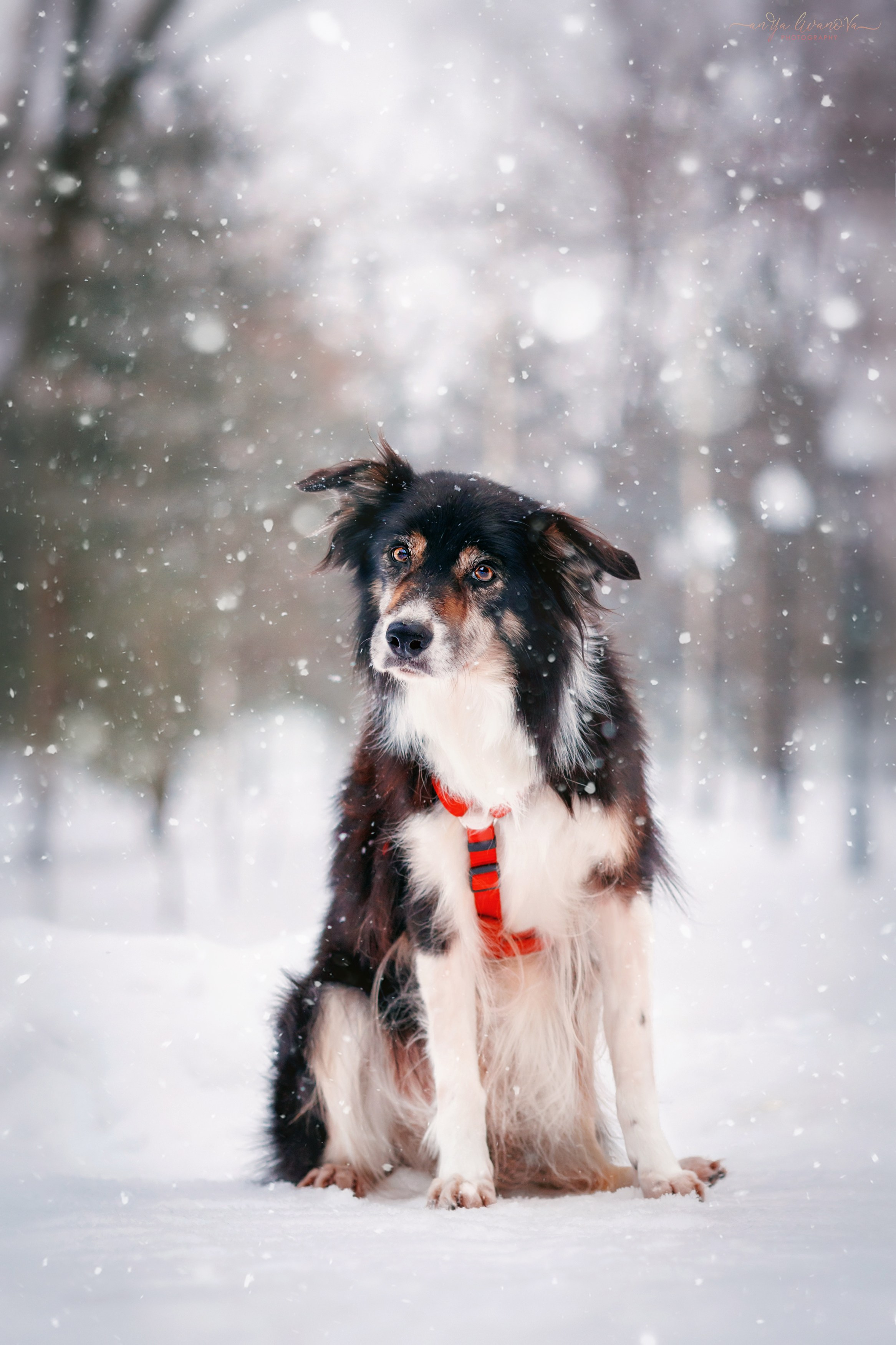 Рокки. Фотограф анималист Аня Ливанова | Рыбинск