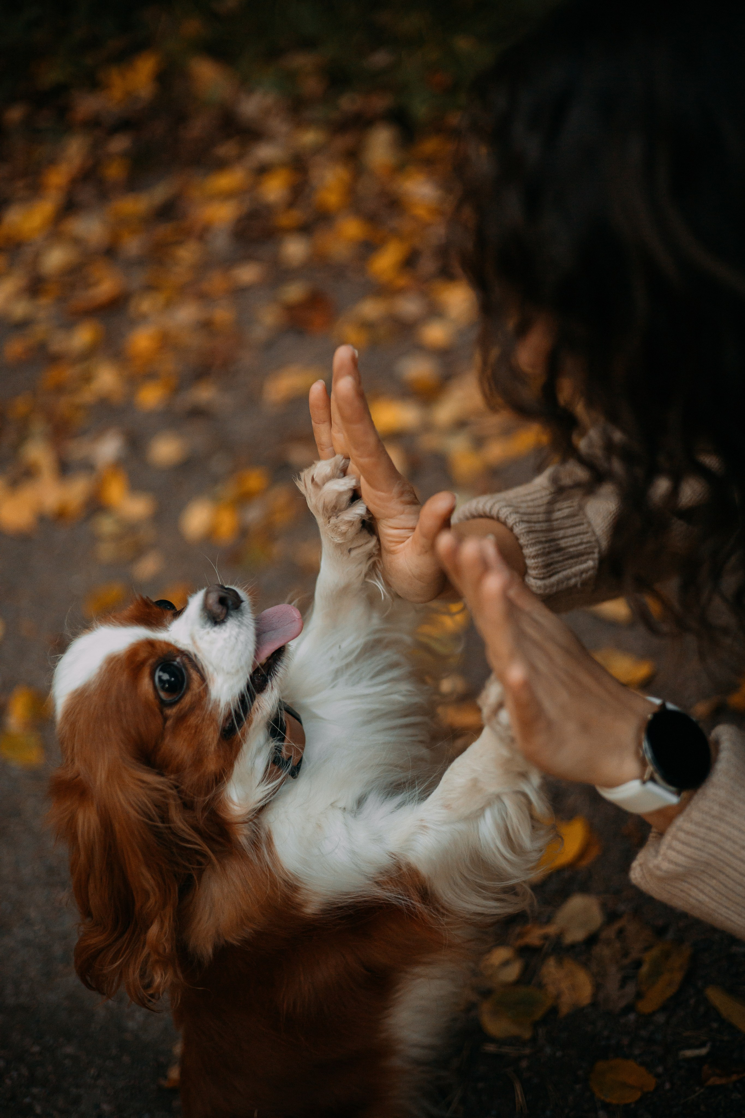 Снежанна и Тесси. Фотограф — анималист •love-story•|Санкт-Петербург