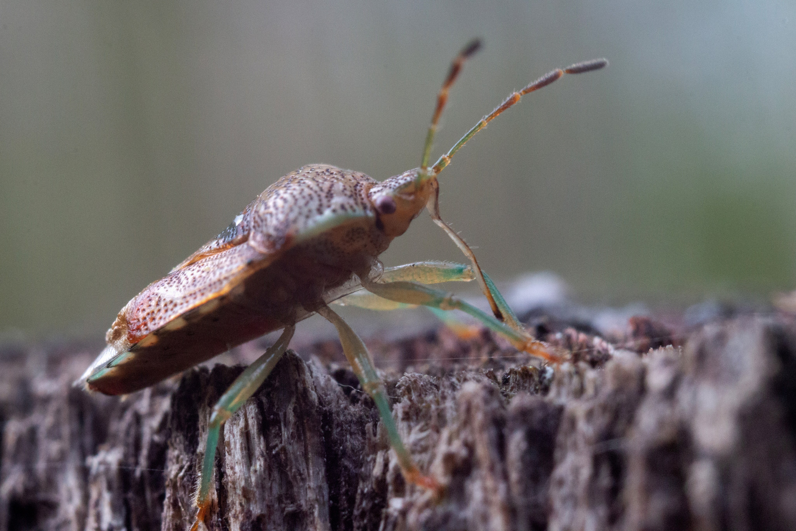 Макро. Фотограф Лагутин Анатолий