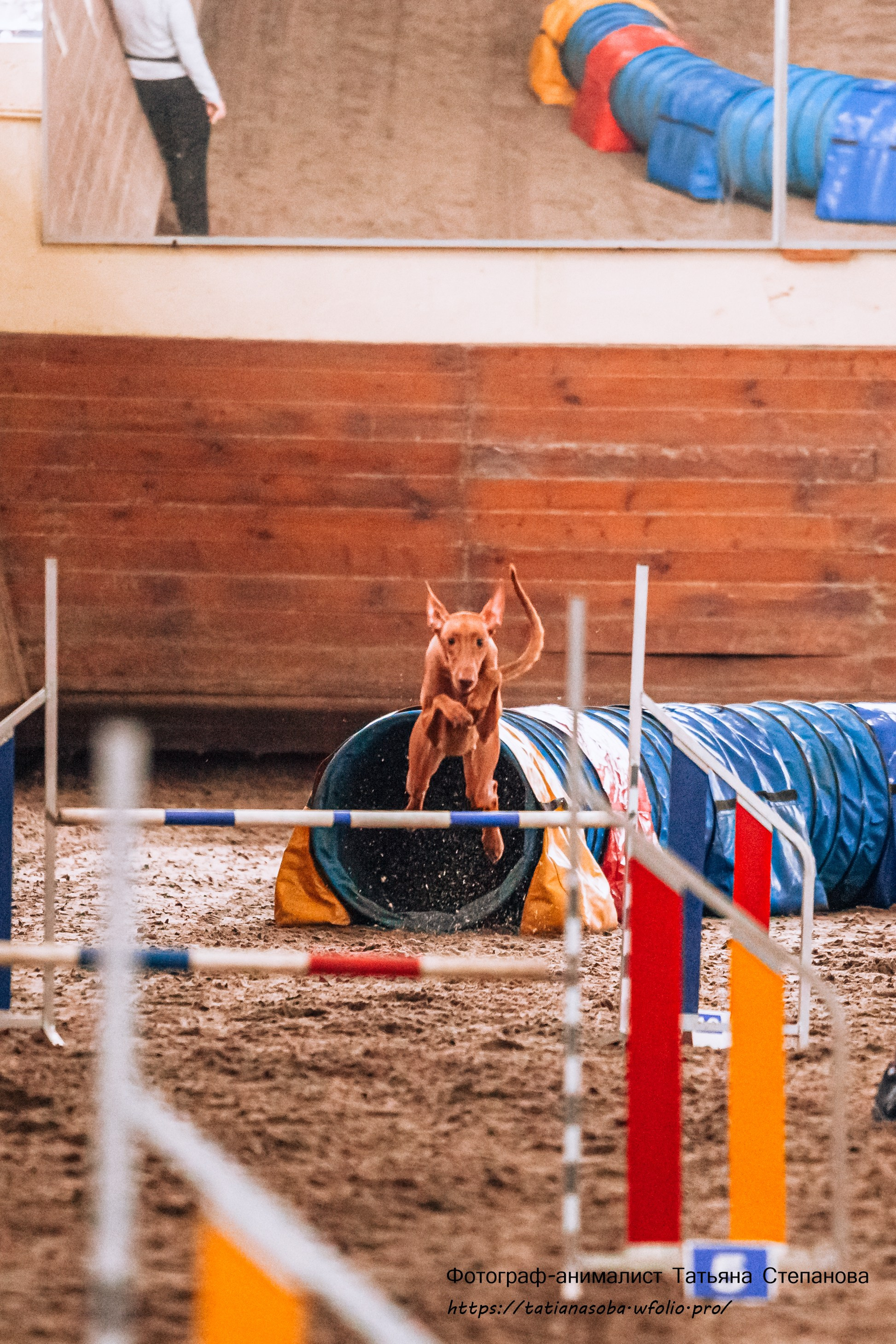 Соревнования по Аджилити 25.02.2024. Фотограф-анималист Татьяна Степанова
