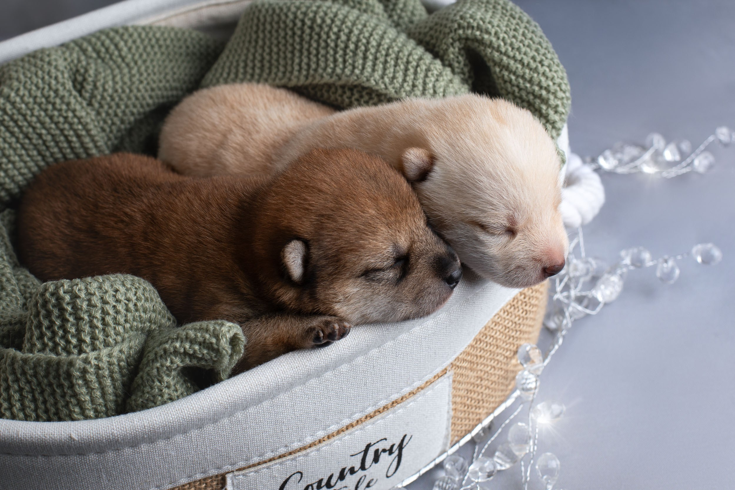 Двойняшки- фото щенков. Фотограф-анималист в Москве и Московской области Татьяна Фролова