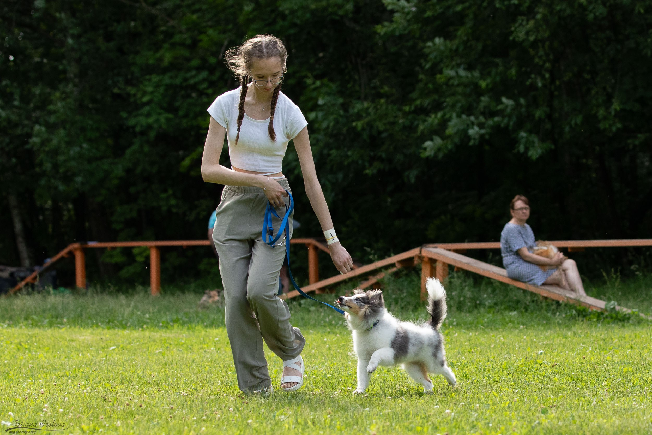 Репортаж с выводки молодняка колли/шелти в Ясенево. Фотограф-анималист в Москве и Московской области Татьяна Фролова