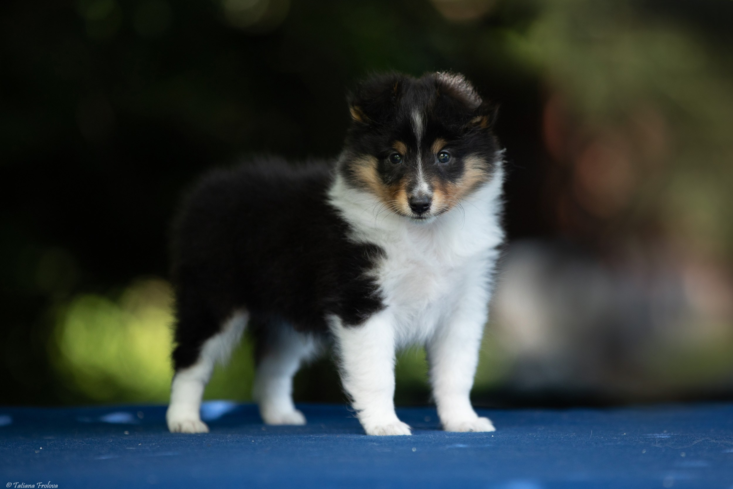 Фото помета щенков для продажи. Фотограф-анималист в Москве и Московской области Татьяна Фролова