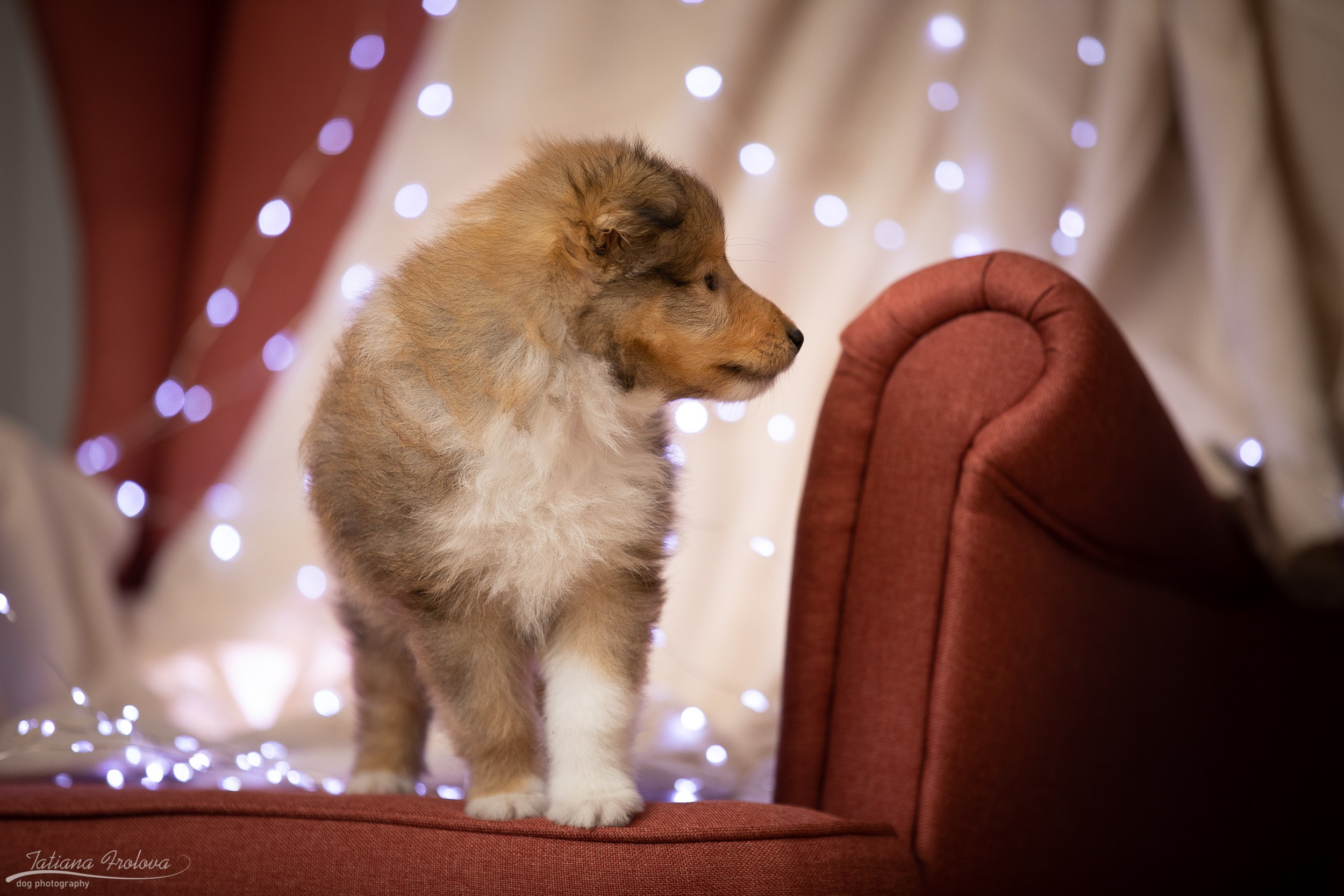 Съёмка щенков дома. Фотограф-анималист в Москве и Московской области Татьяна Фролова