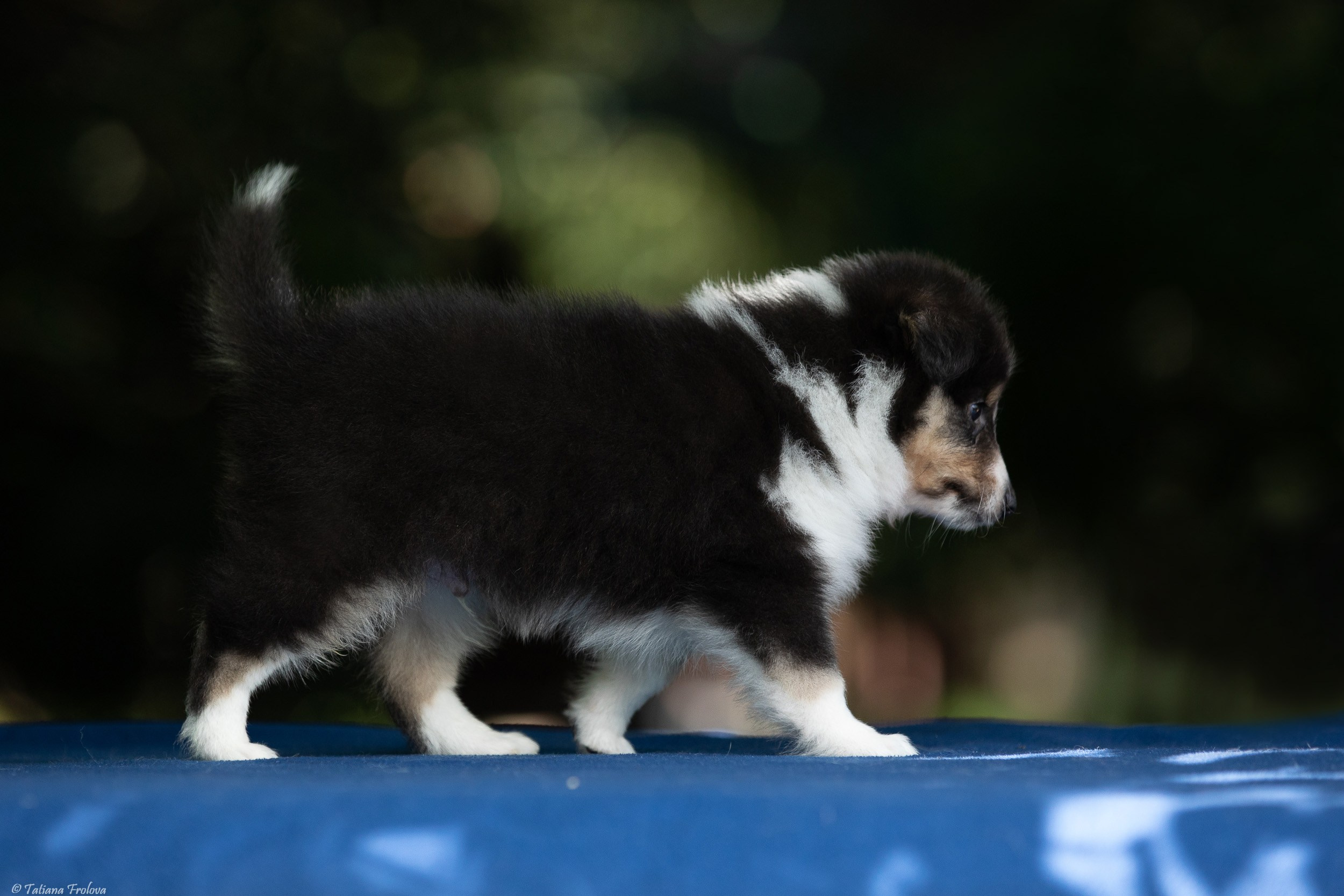 Фото помета щенков для продажи. Фотограф-анималист в Москве и Московской области Татьяна Фролова