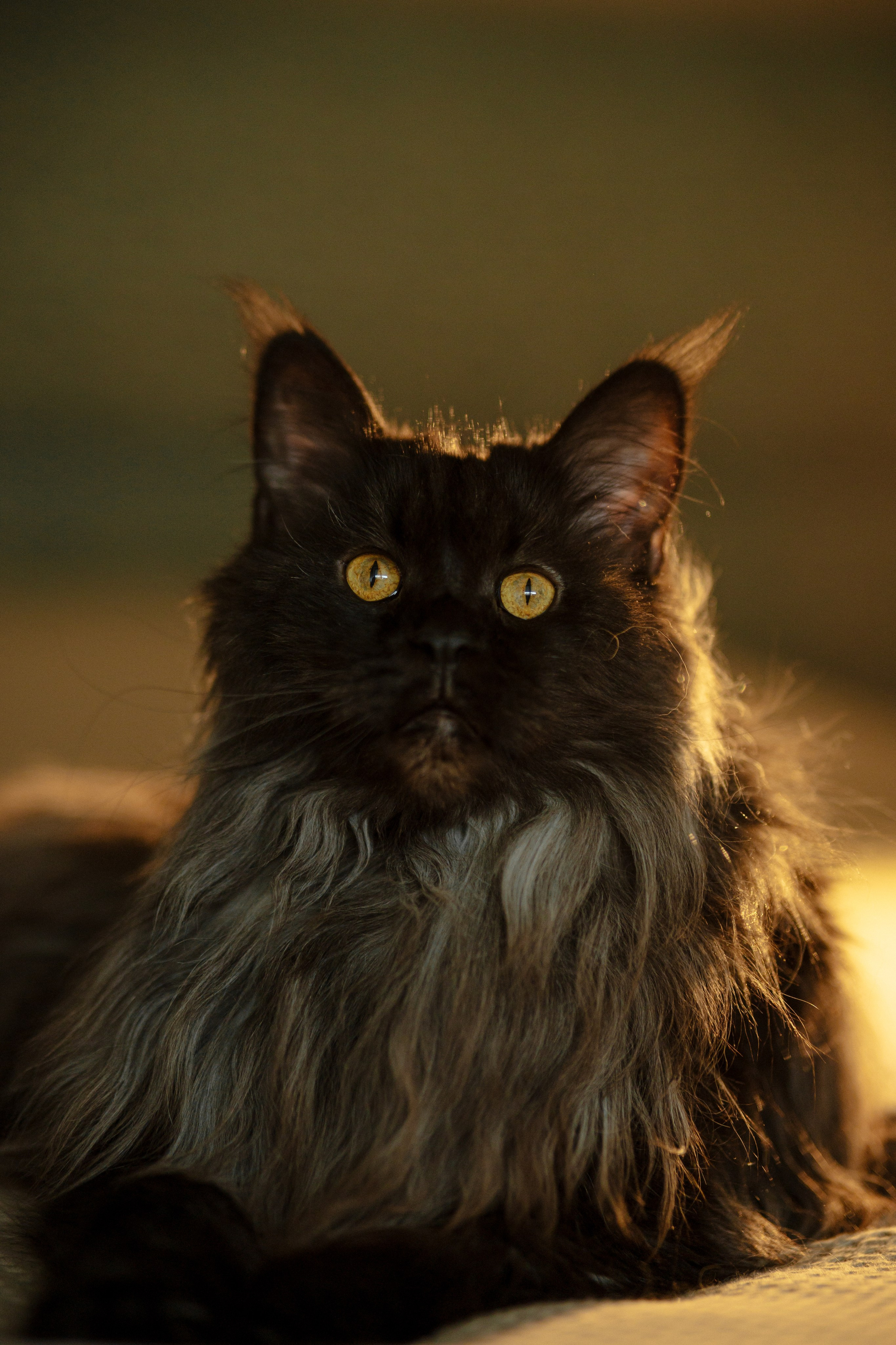 Флоки и Хисса. Фотограф в Санкт-Петербурге Алёна Губинская