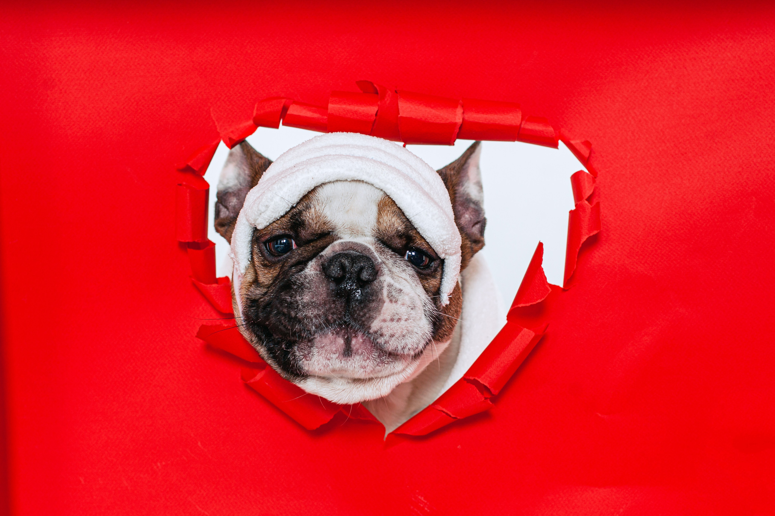 Пижамная вечеринка французских бульдогов и их хозяев. Фотограф-анималист Татьяна Степанова