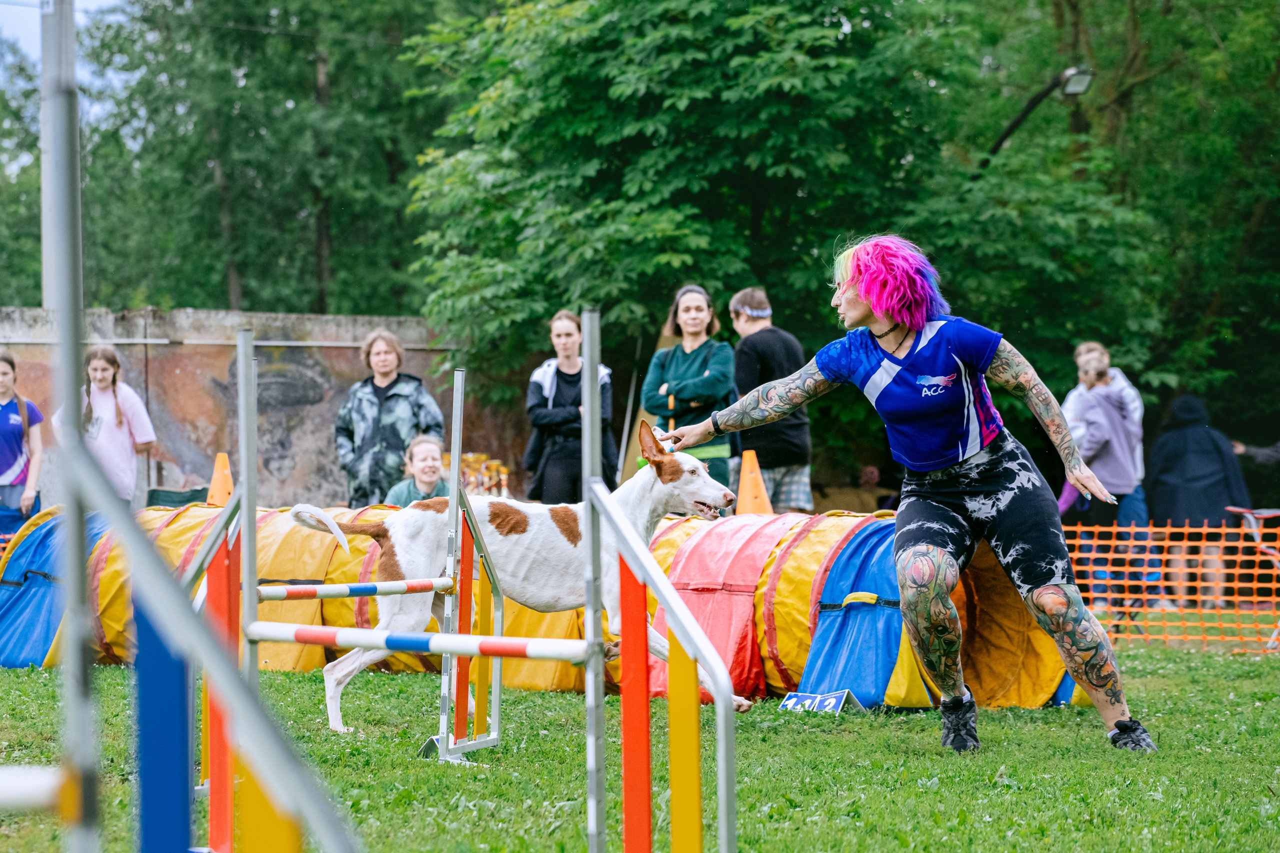 Соревнования по аджилити Долгопрудный 30.06.2025. Фотограф-анималист Татьяна Степанова