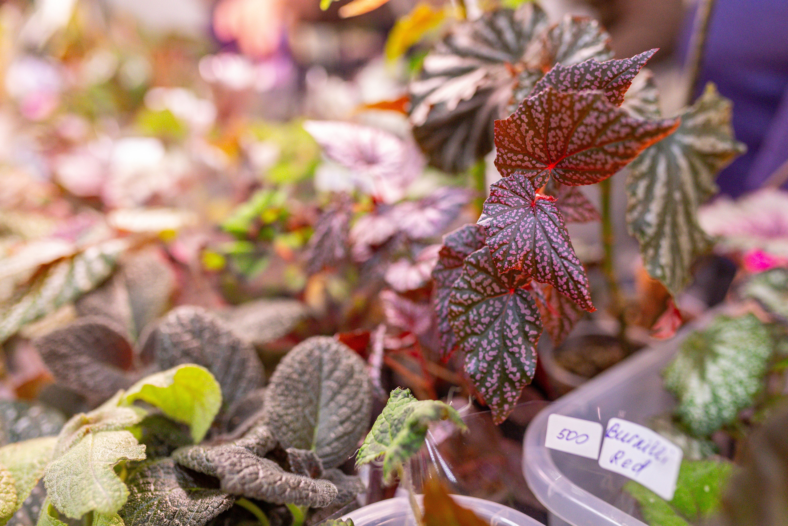 Монстериум 11–12 октября. Александра Куликова фотограф, Москва