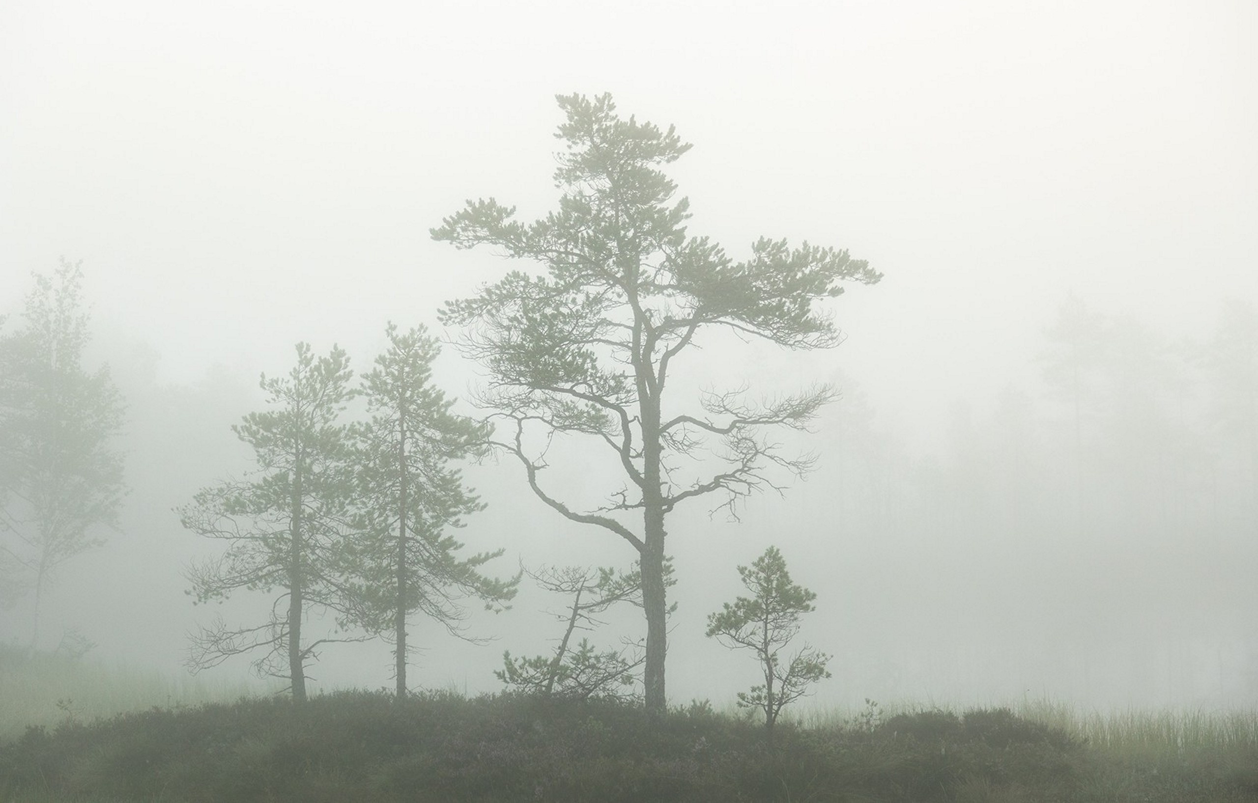 Карельский Перешеек. Фотограф Владимир Медведев