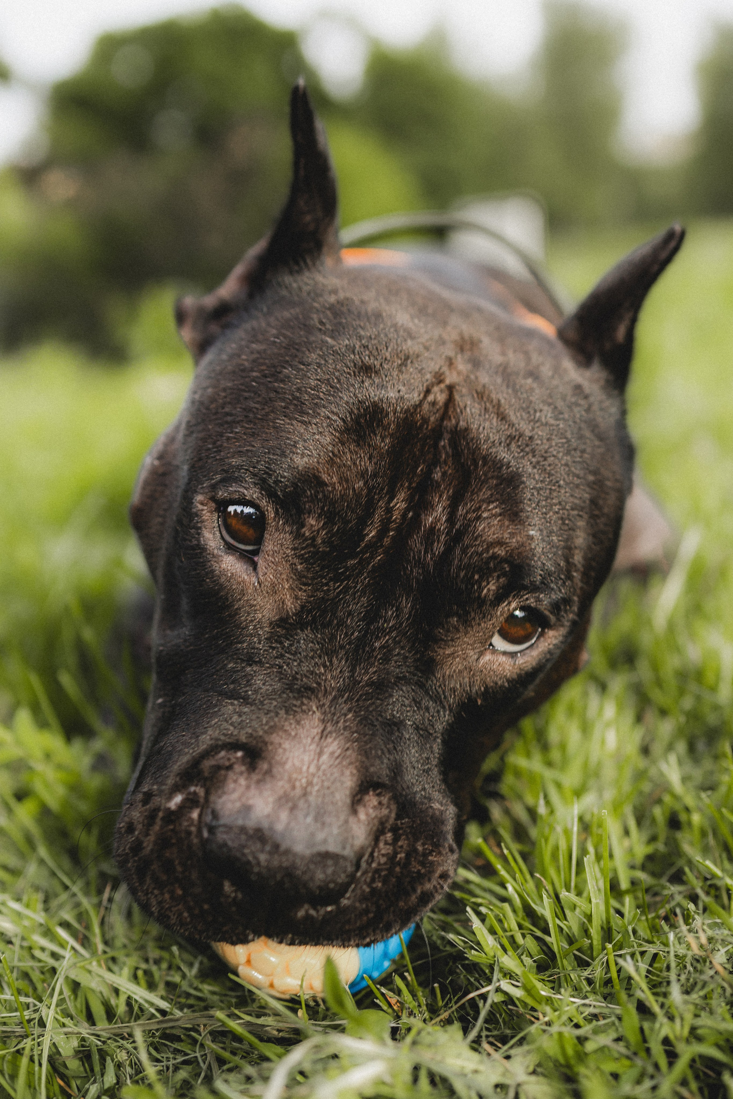 Паша, Хайди и Тея