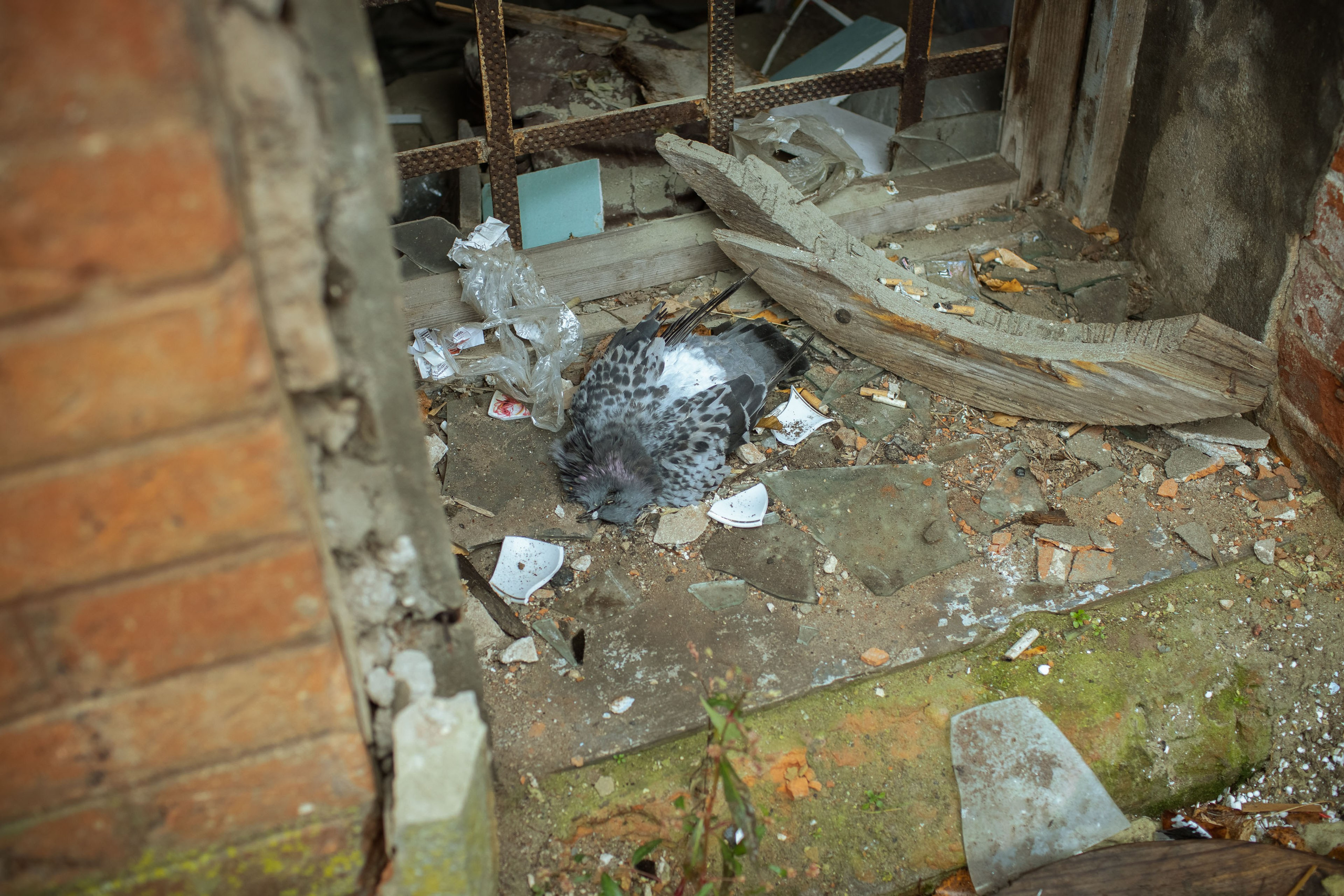 Новозыбков (осень 2021). Фотограф Виноградов Константин