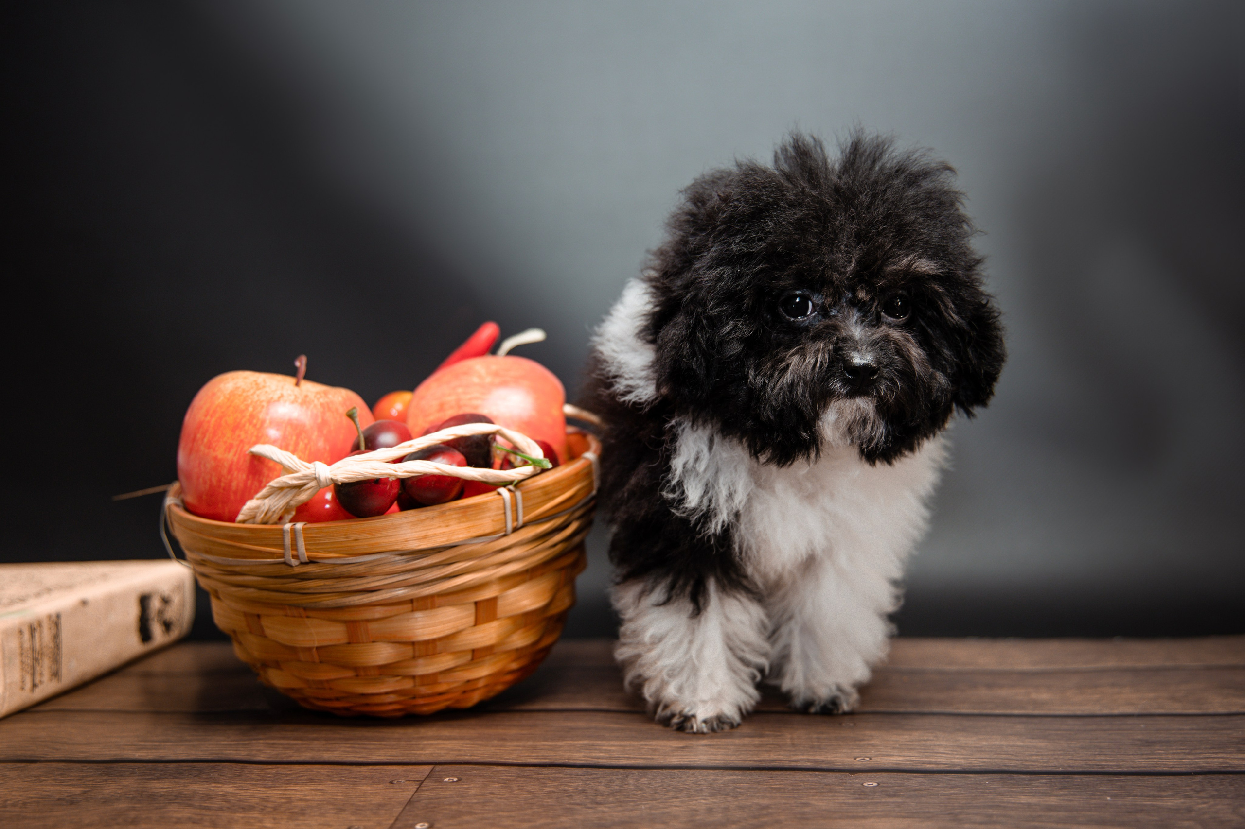 Фотограф Татьяна Марсуверских г. Жуковский, Москва и Мо. Репортажные съёмки, фотосессии,  фотограф анималист, фотосъёмка животных. Фотограф для маркетплейсов, фотоуслуги в Жуковском Татьяна Марсуверских
