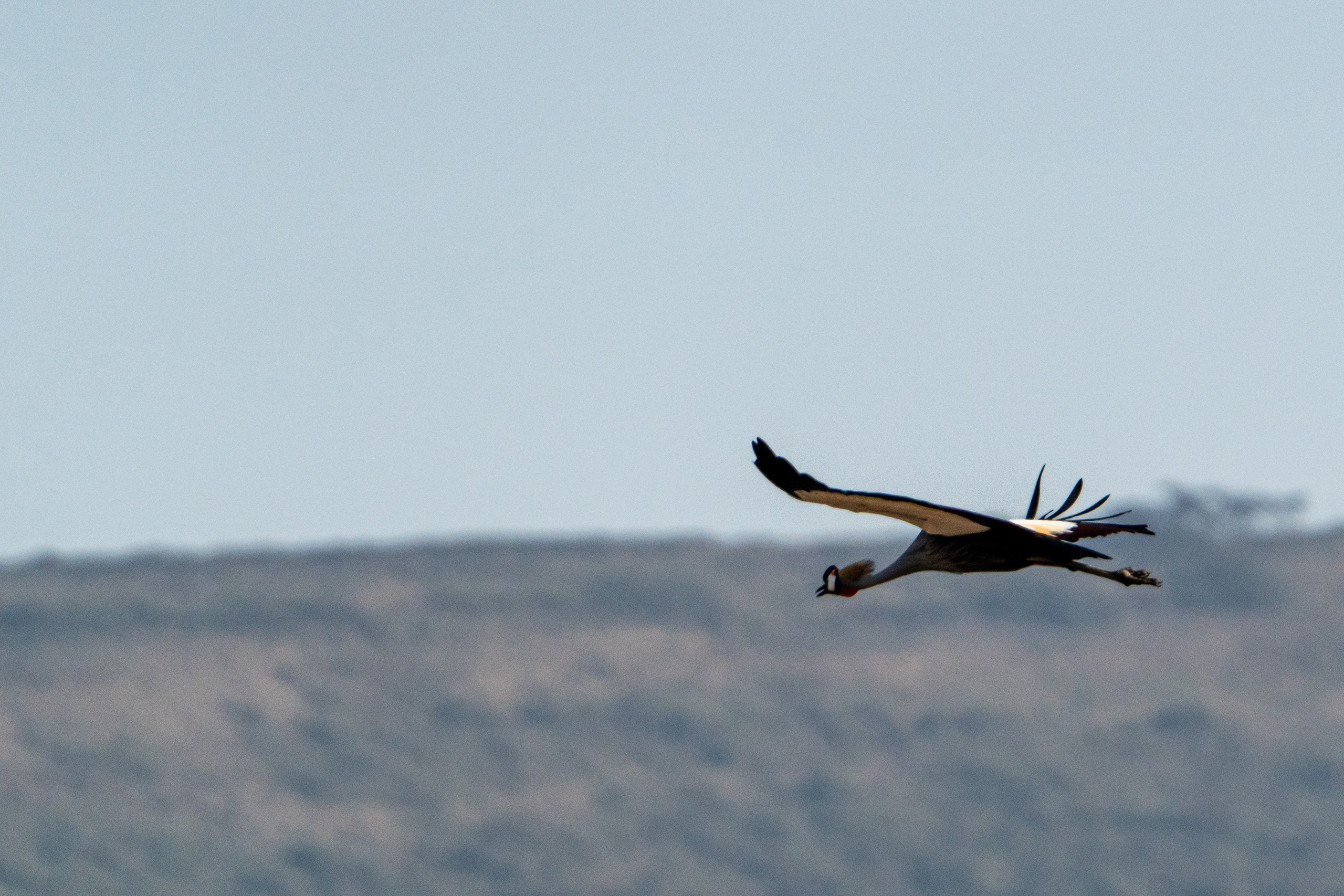 Танзания, сафари, 2025. Творческие сьемки
