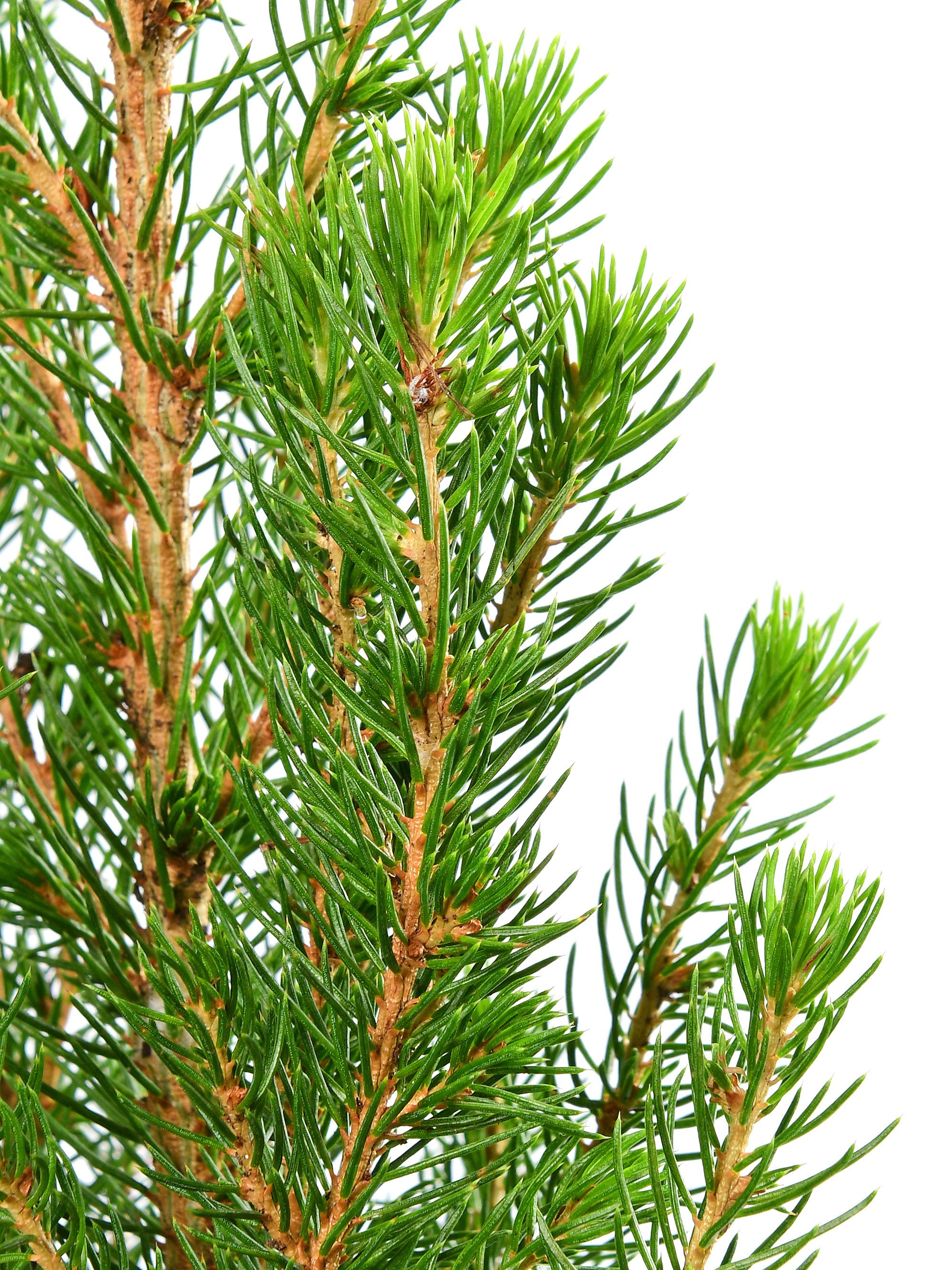 крупный ракурс ели