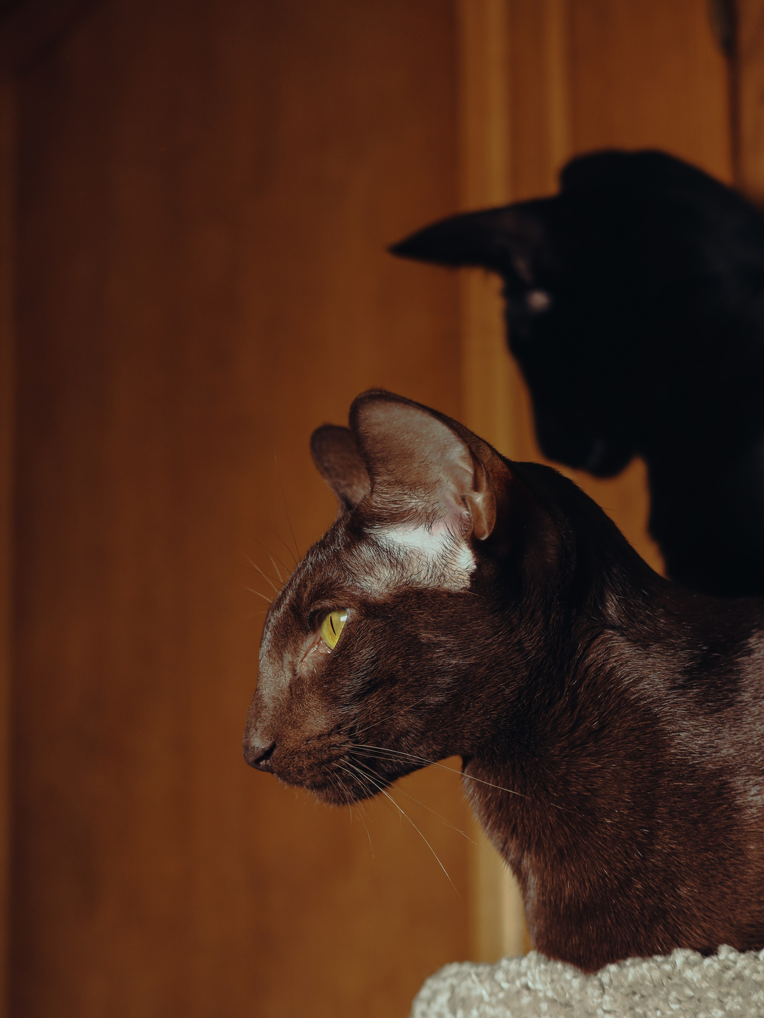 Питомцы. Кинематографичный фотограф, видеограф Лина Плешакова, Санкт-Петербург