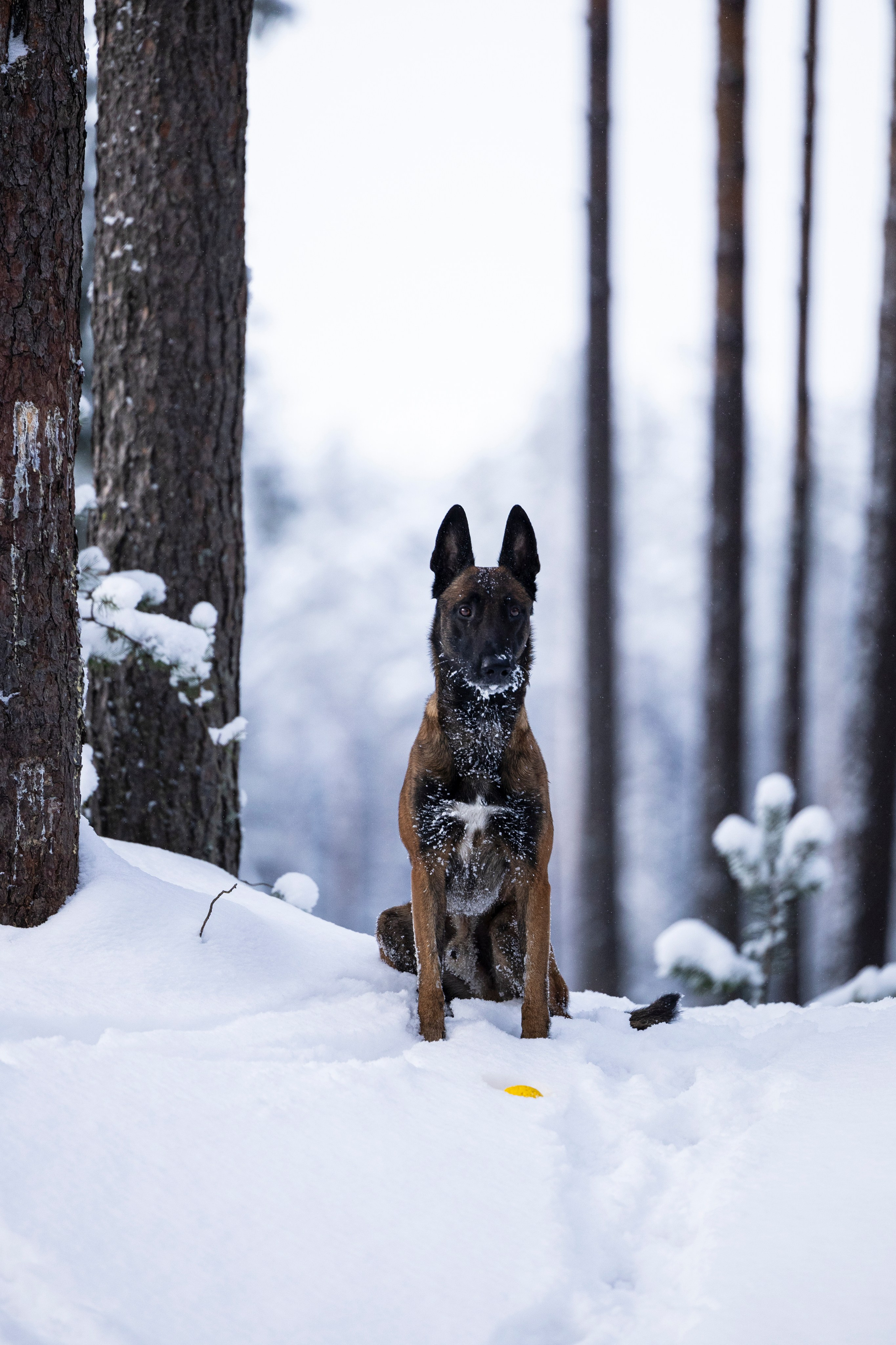 Раш. Фотограф-анималист Анна Маринич