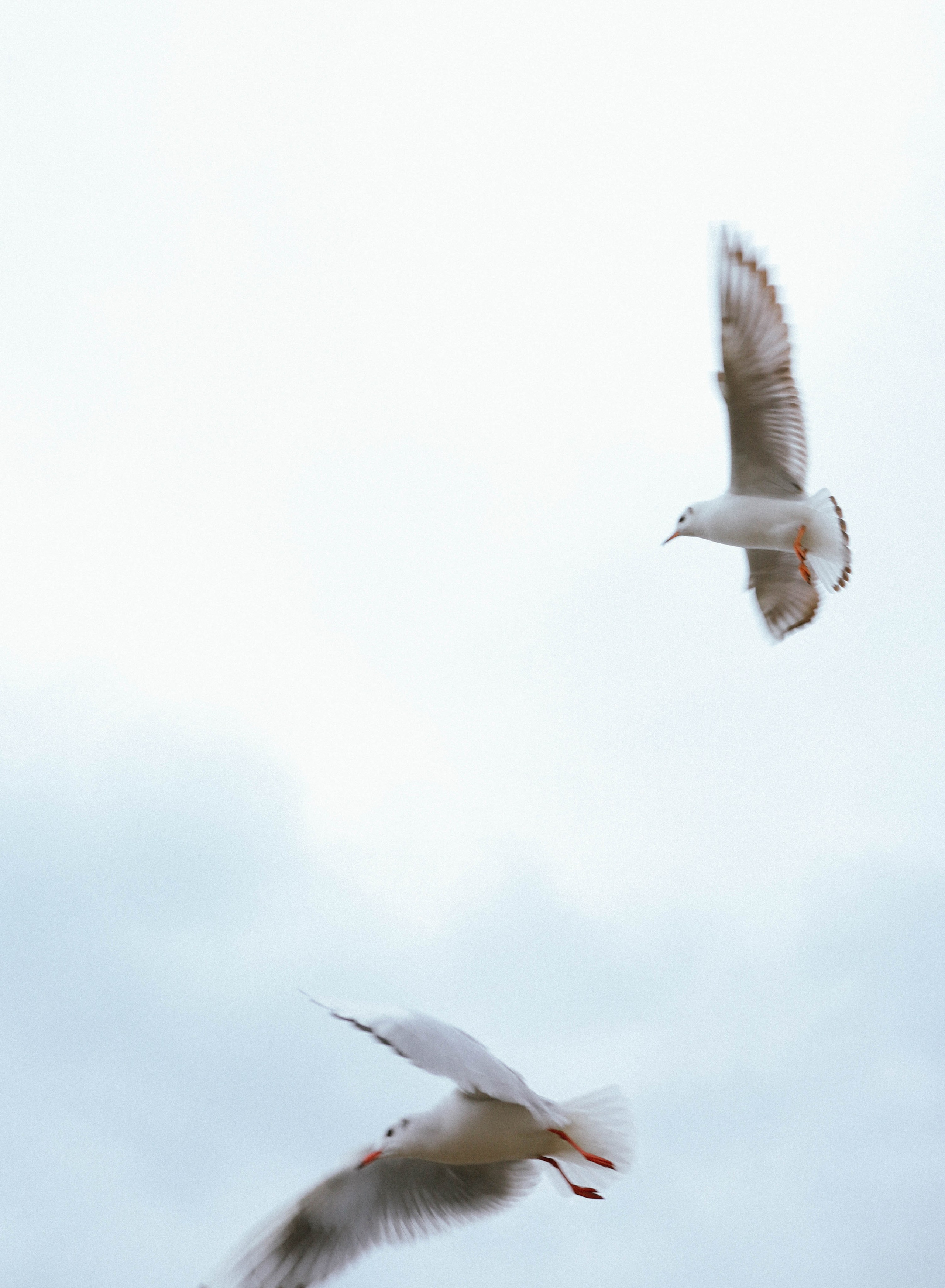 Николай & Мария. Свадебный фотограф в Ялте Булгакова Анна
