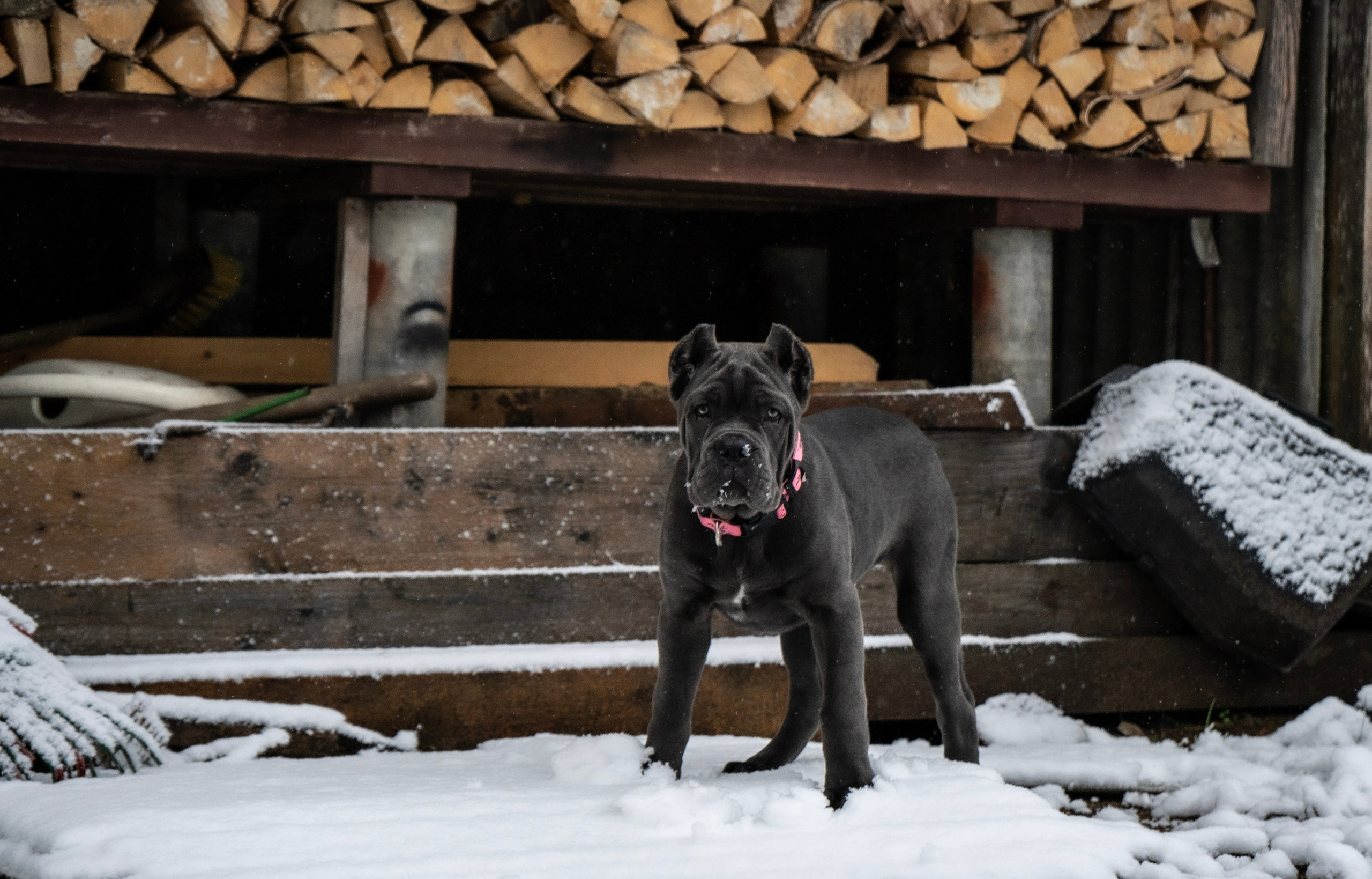 Фотосессии Пушистиков. Фотограф в Санкт-Петербурге Виктория Барышникова