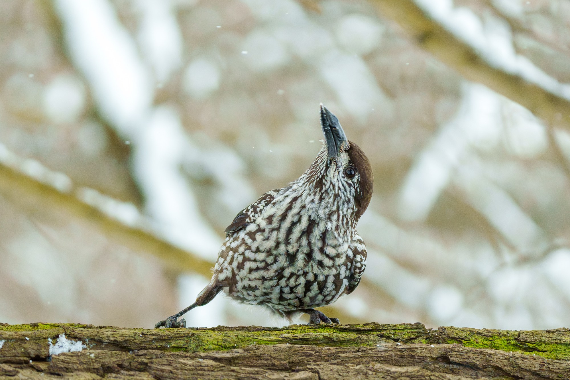 Удивительные мир птиц. Вокруг нас столько прекрасного — присмотритесь!. Ваш личный фотограф Марина Волкова