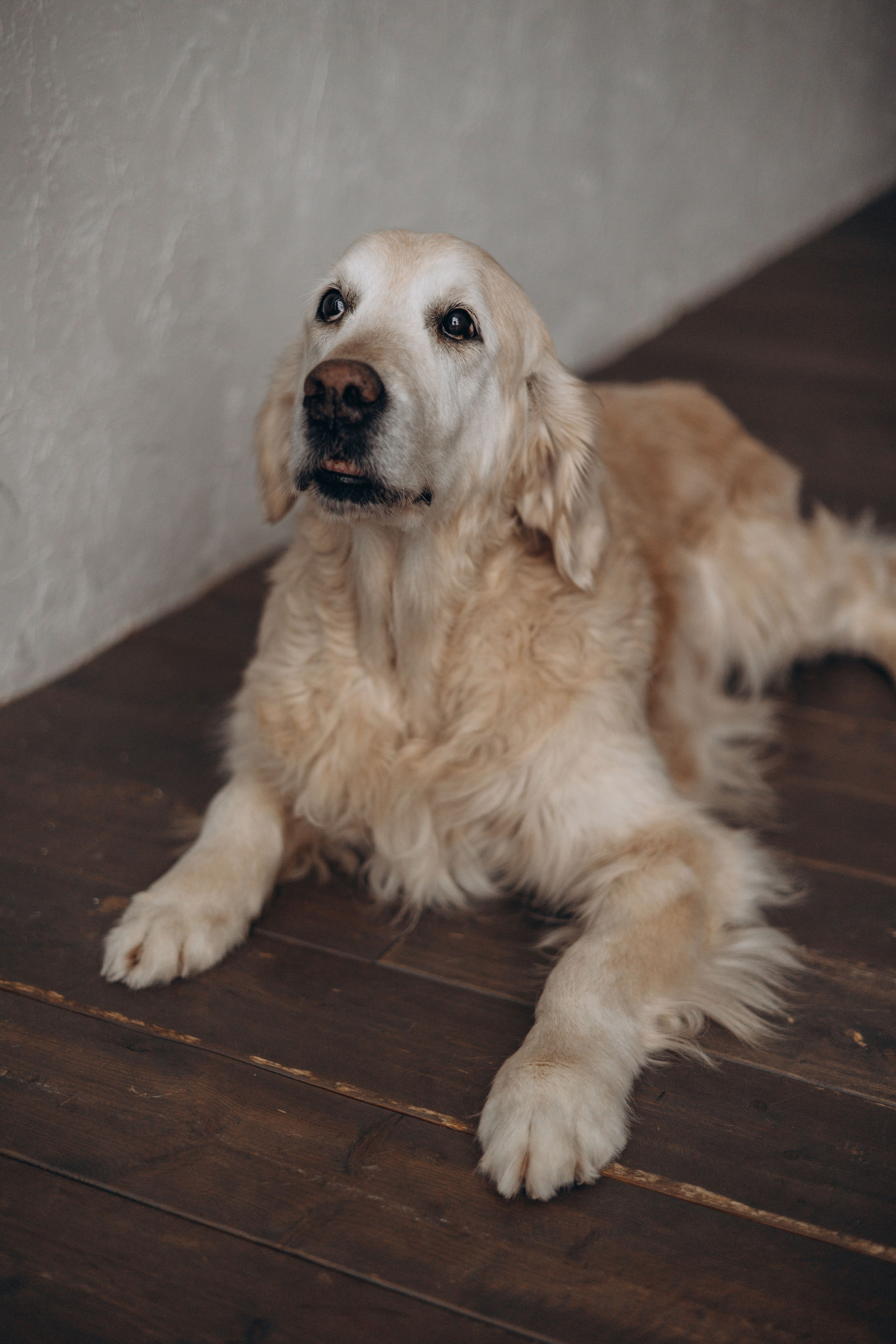 Ирина и Луна. Фотограф — Анималист | Санкт-Петербург