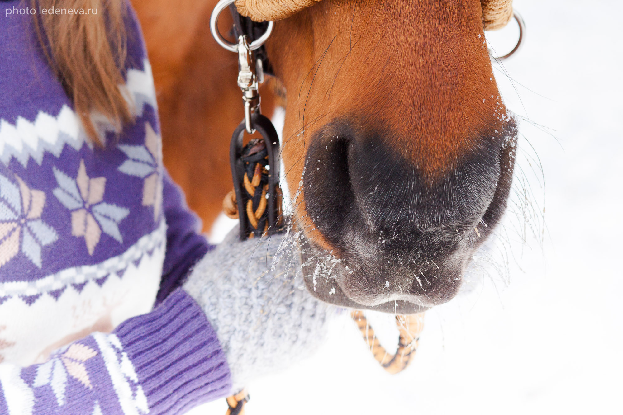 Йаххо Конный клуб. Анна Леденева Фотограф