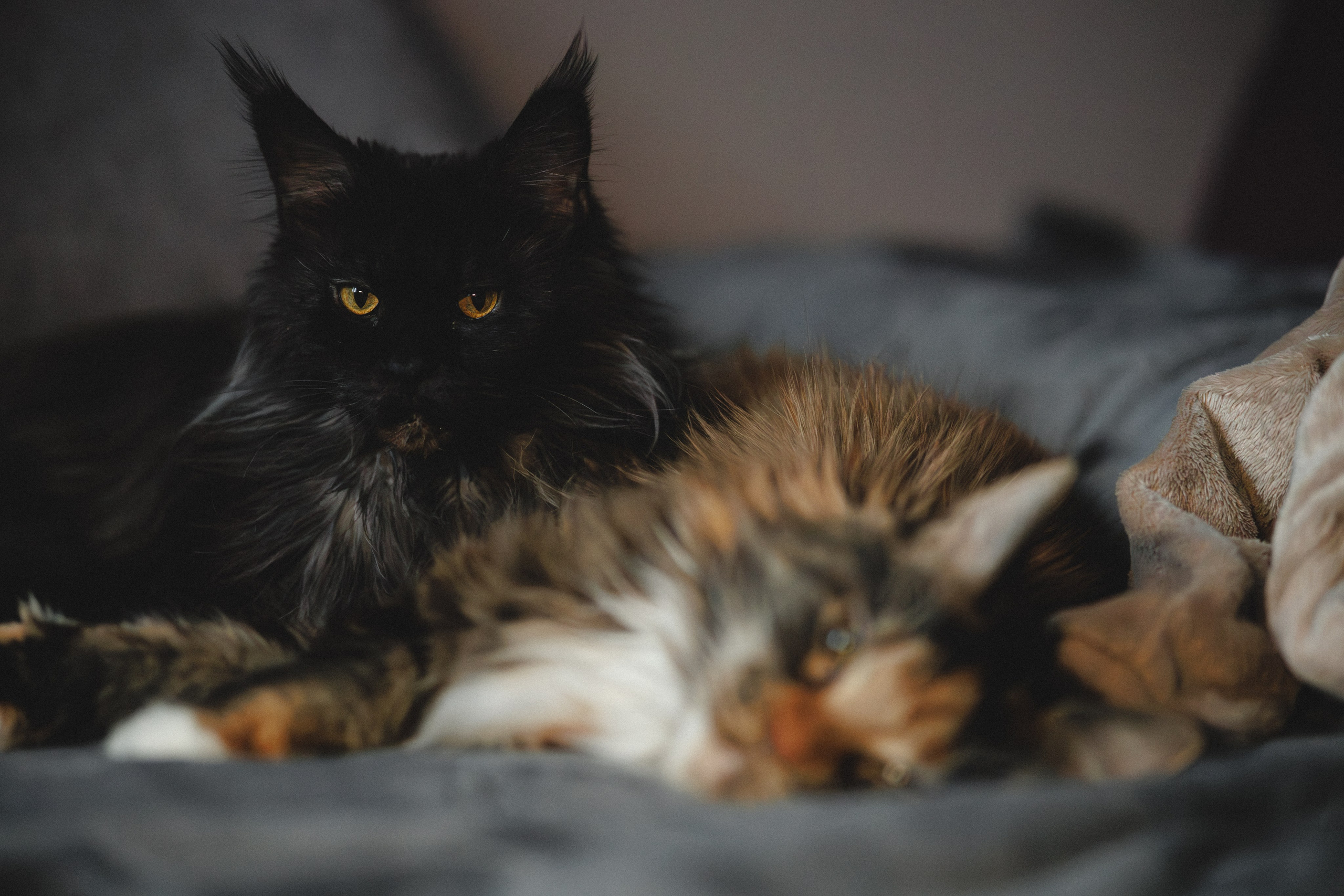 Флоки и Хисса. Фотограф в Санкт-Петербурге Алёна Губинская