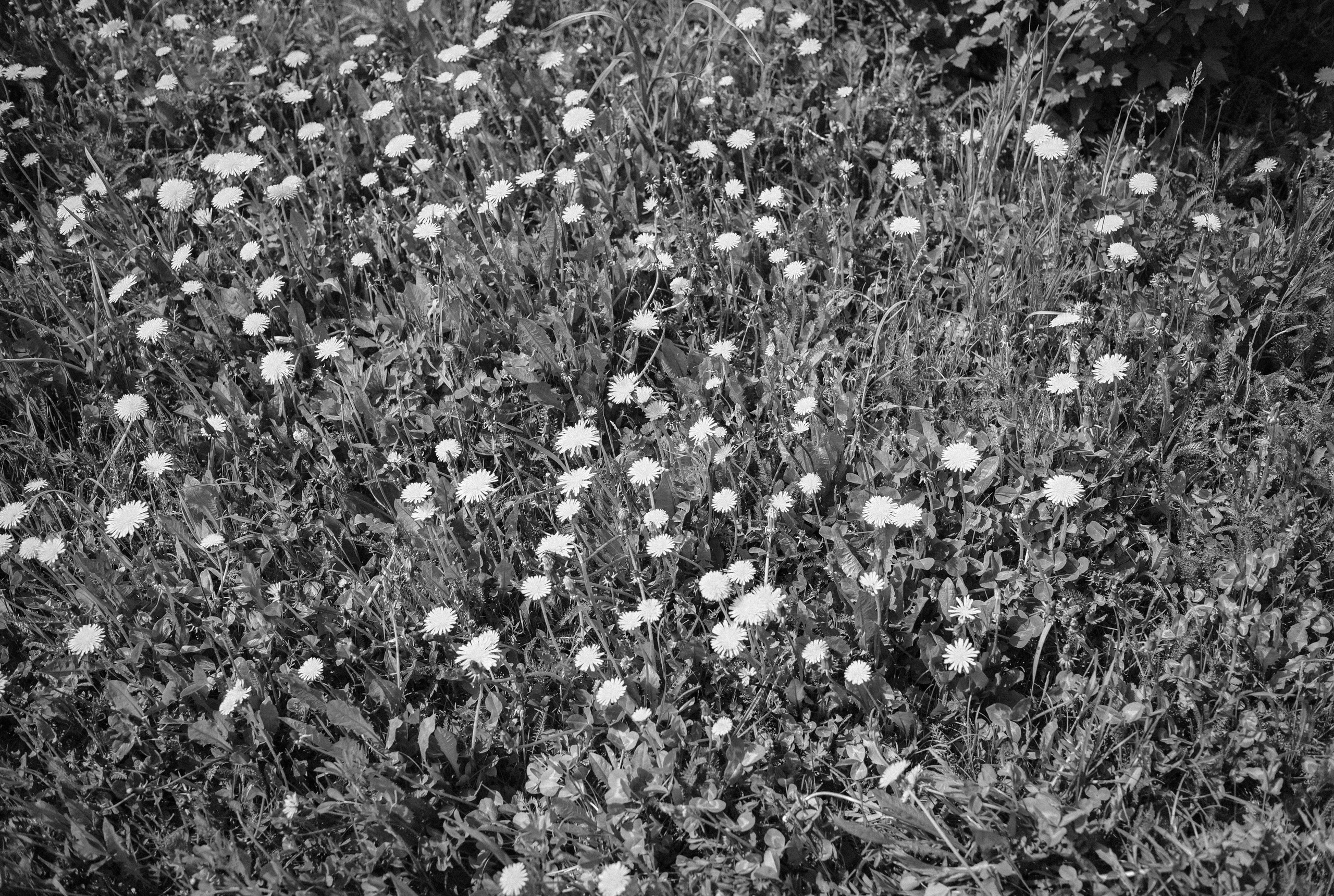 Многодетство. Детский и семейный фотограф в Новосибирске Саша Дорошенко