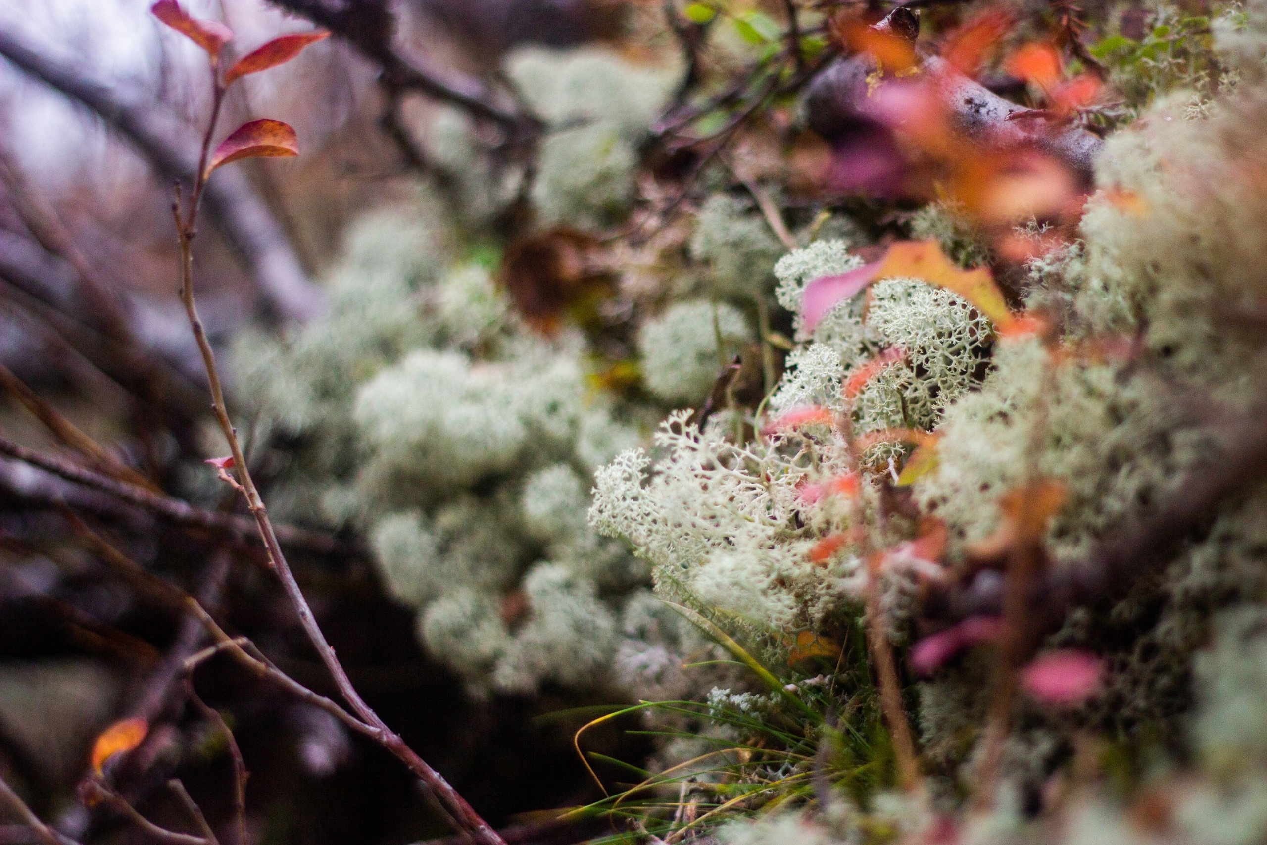 Станция Собь. Фотограф Екатерина Зорина