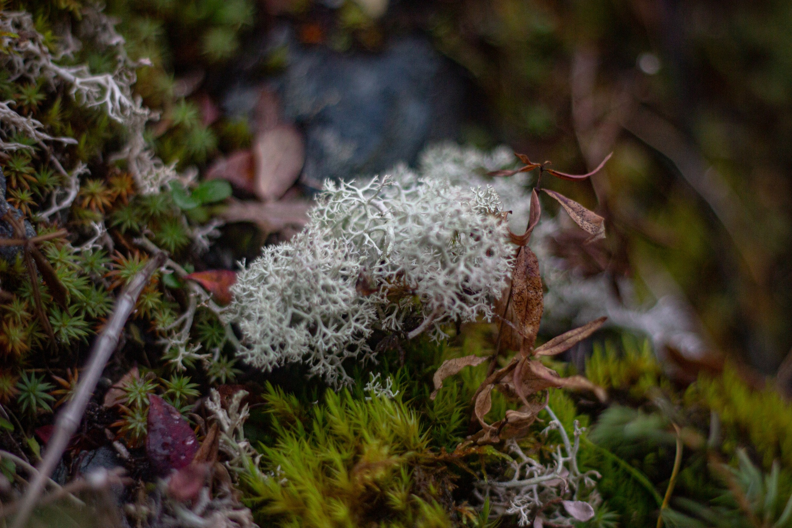 Станция Собь. Фотограф Екатерина Зорина
