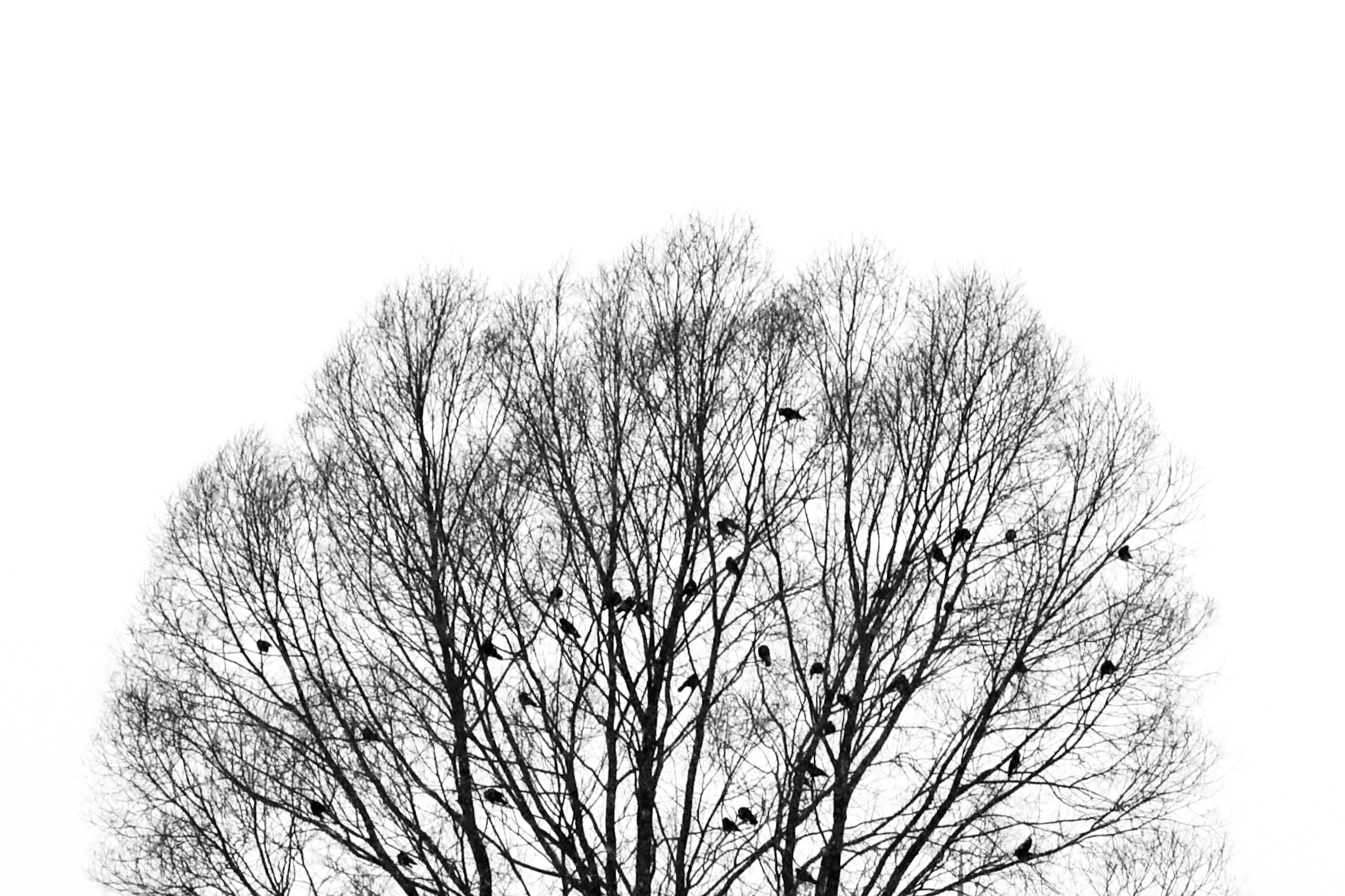 Чёрно-белая зима 25-26. Фотосессии и репортаж — Фотограф в Москве — Рина Серёгина