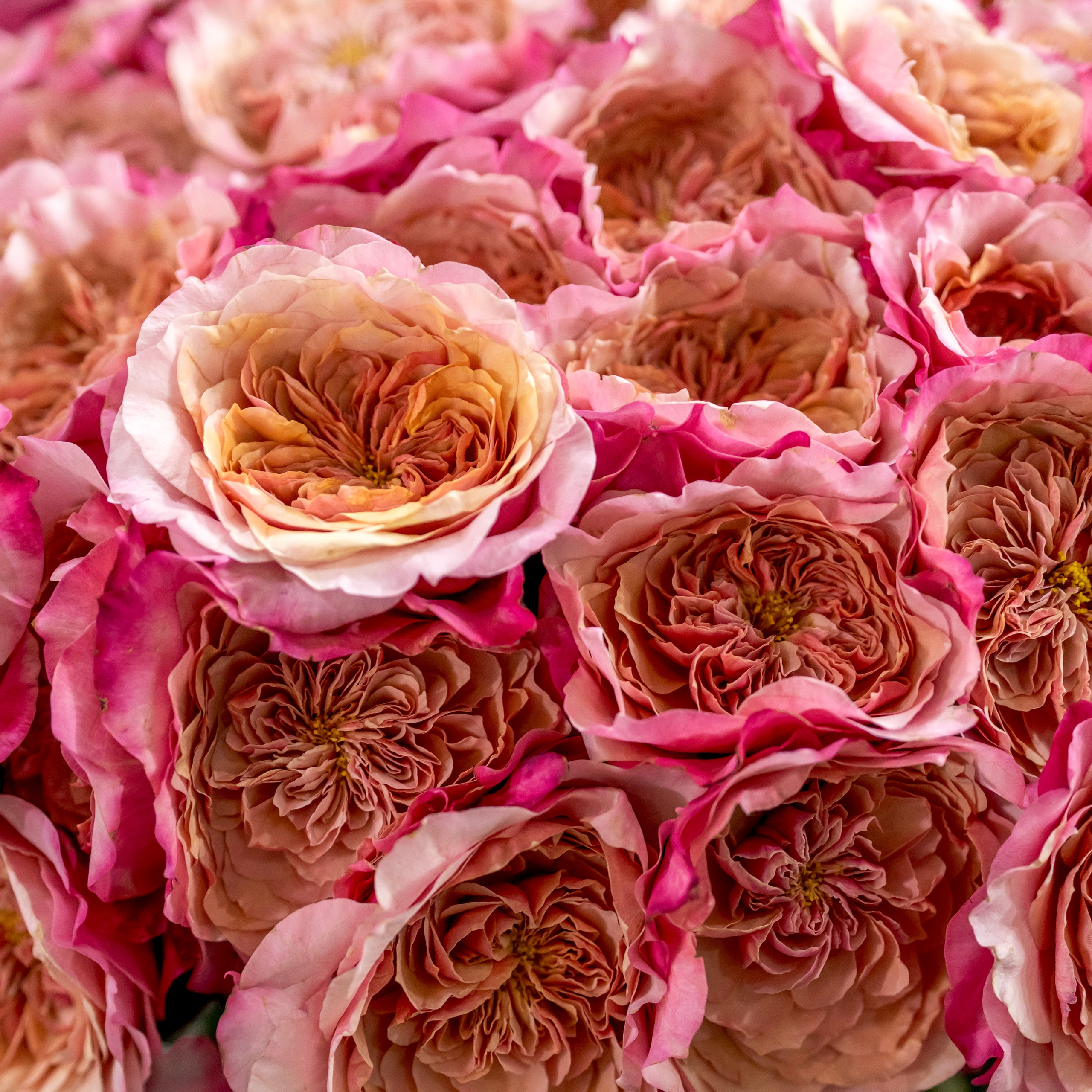 Цветы-Экспо 2024