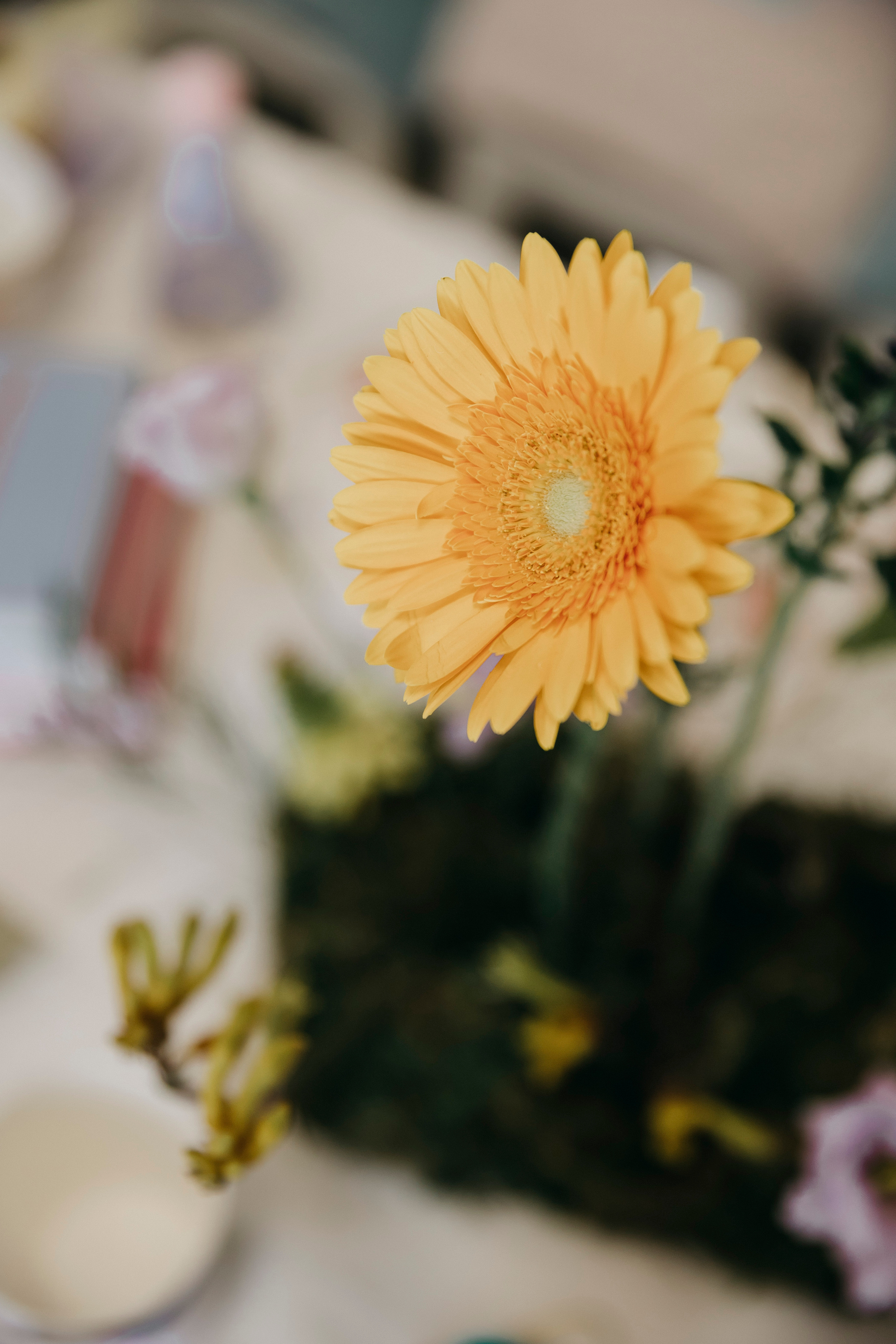 Детский праздник «Алиса в стране чудес» в Москве. Свадебный фотограф в Москве Екатерина Гусева