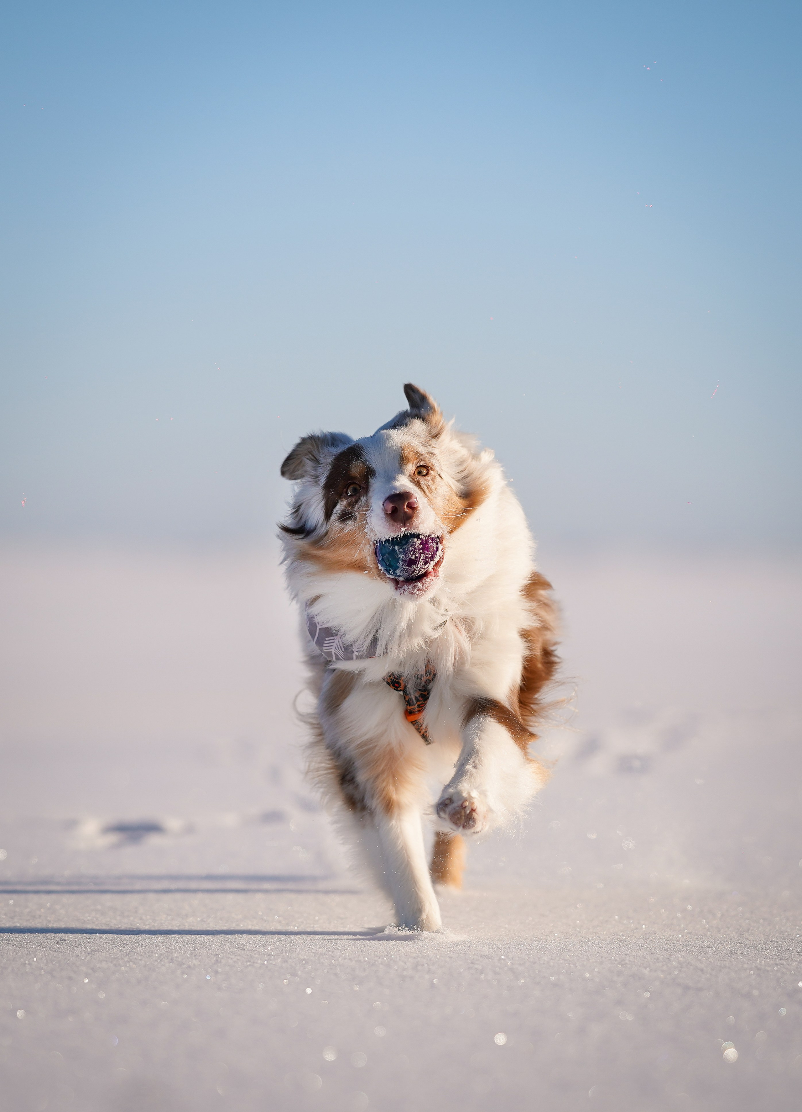 Панда март. Фотограф-анималист в Санкт-Петербурге Яна Мартынова