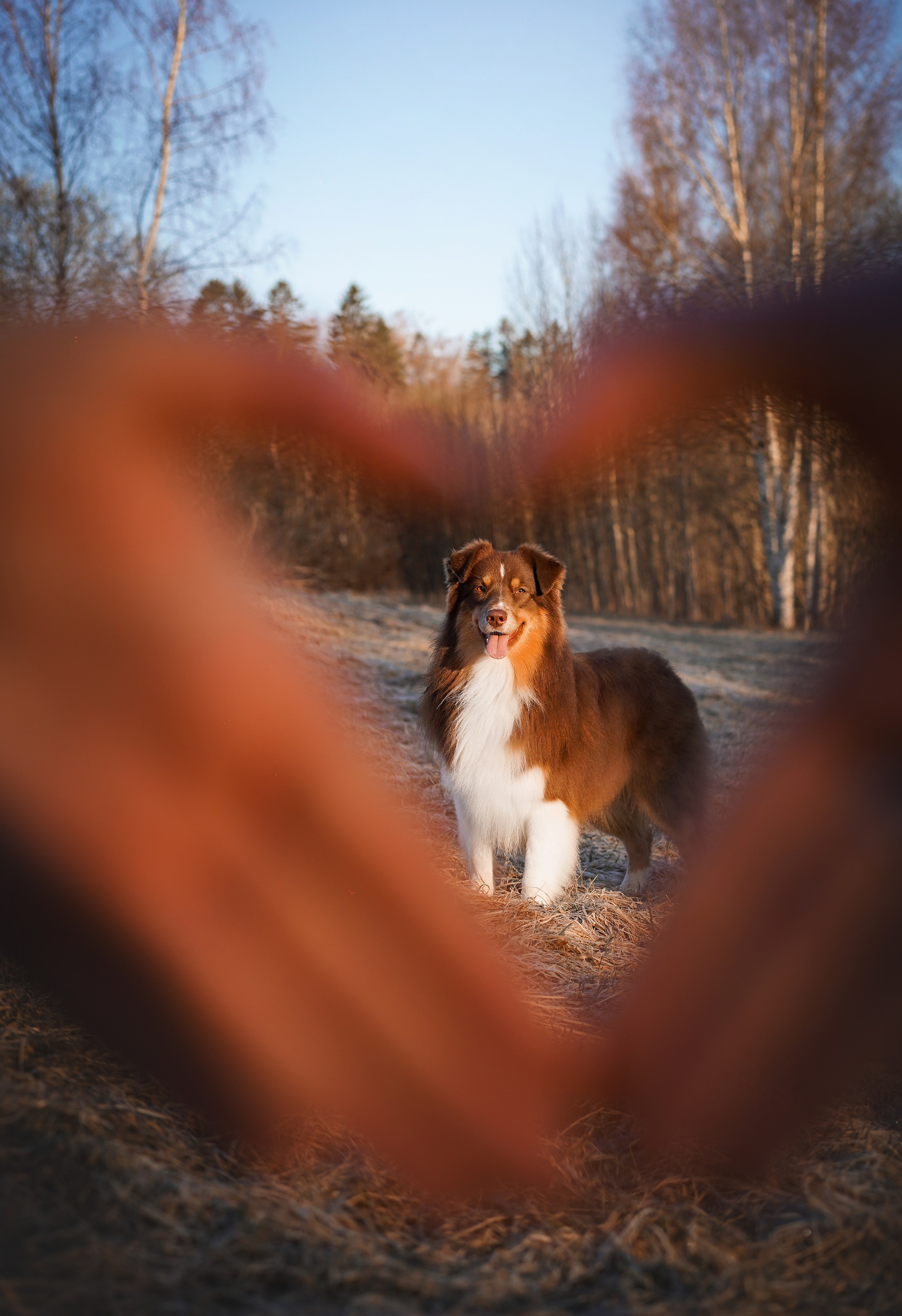 Кристина Рокки и Валькирия. Фотограф-анималист в Санкт-Петербурге Яна Мартынова