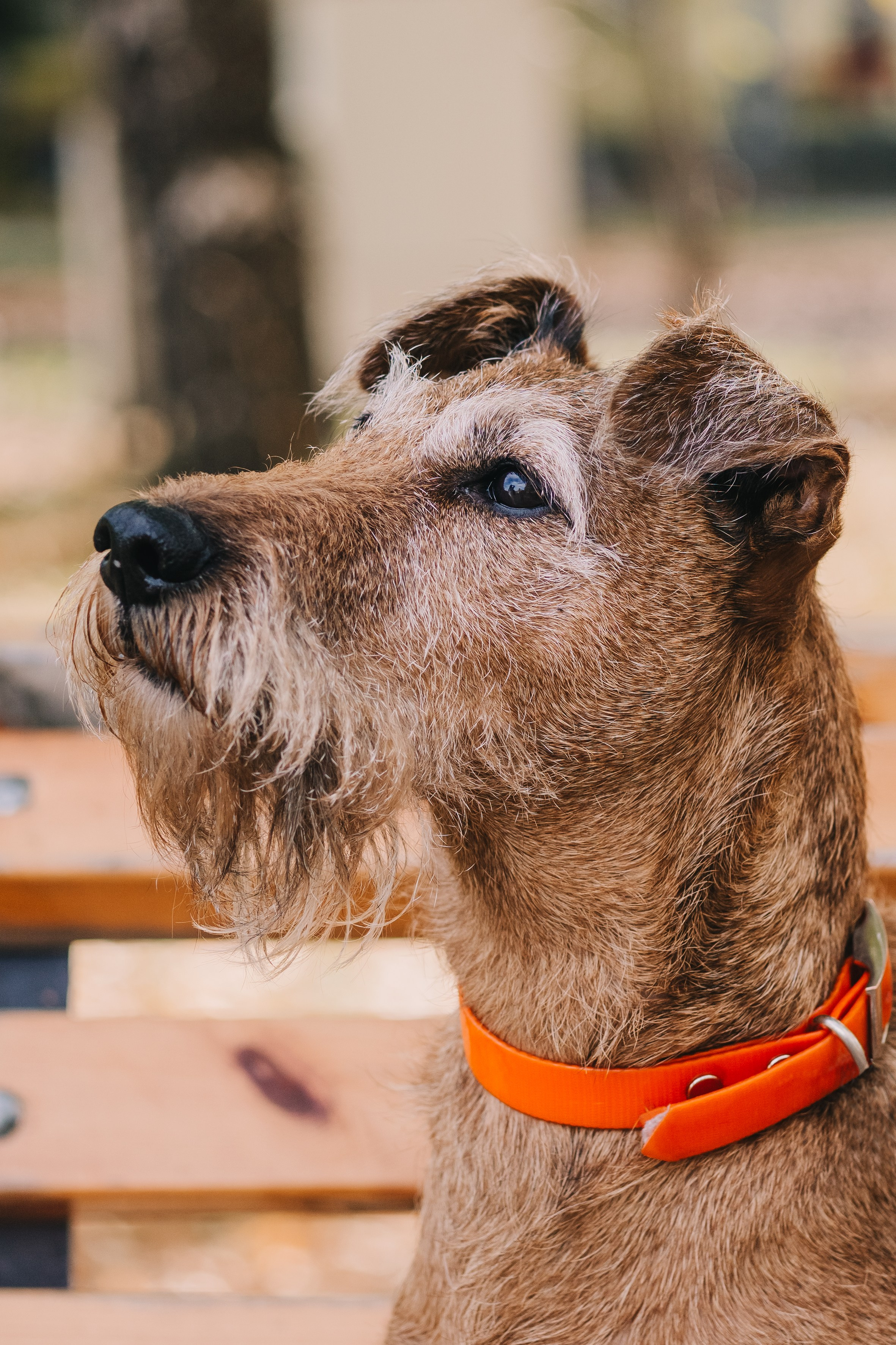 Life with dog. Saamill