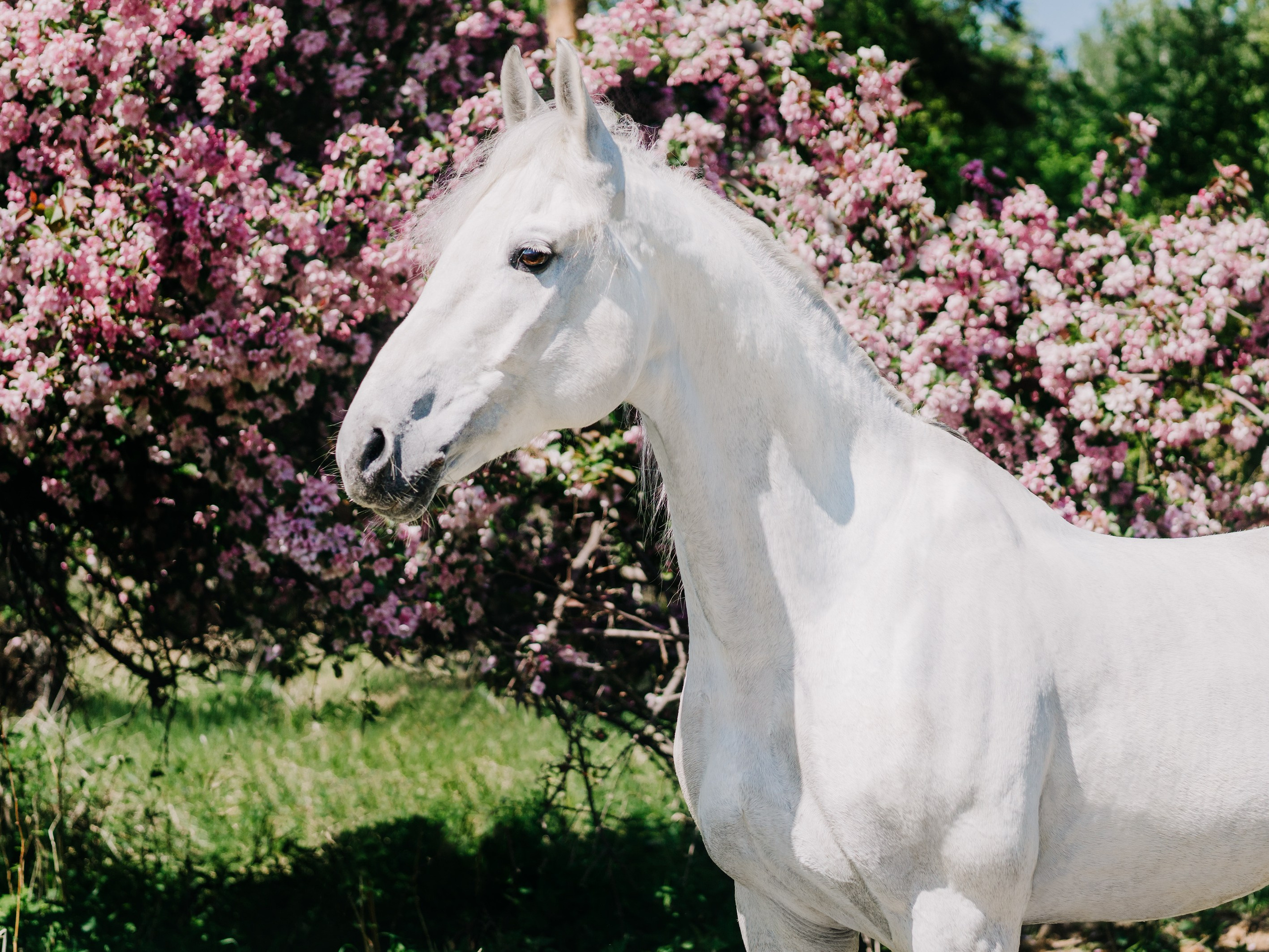 Life with horse. Saamill