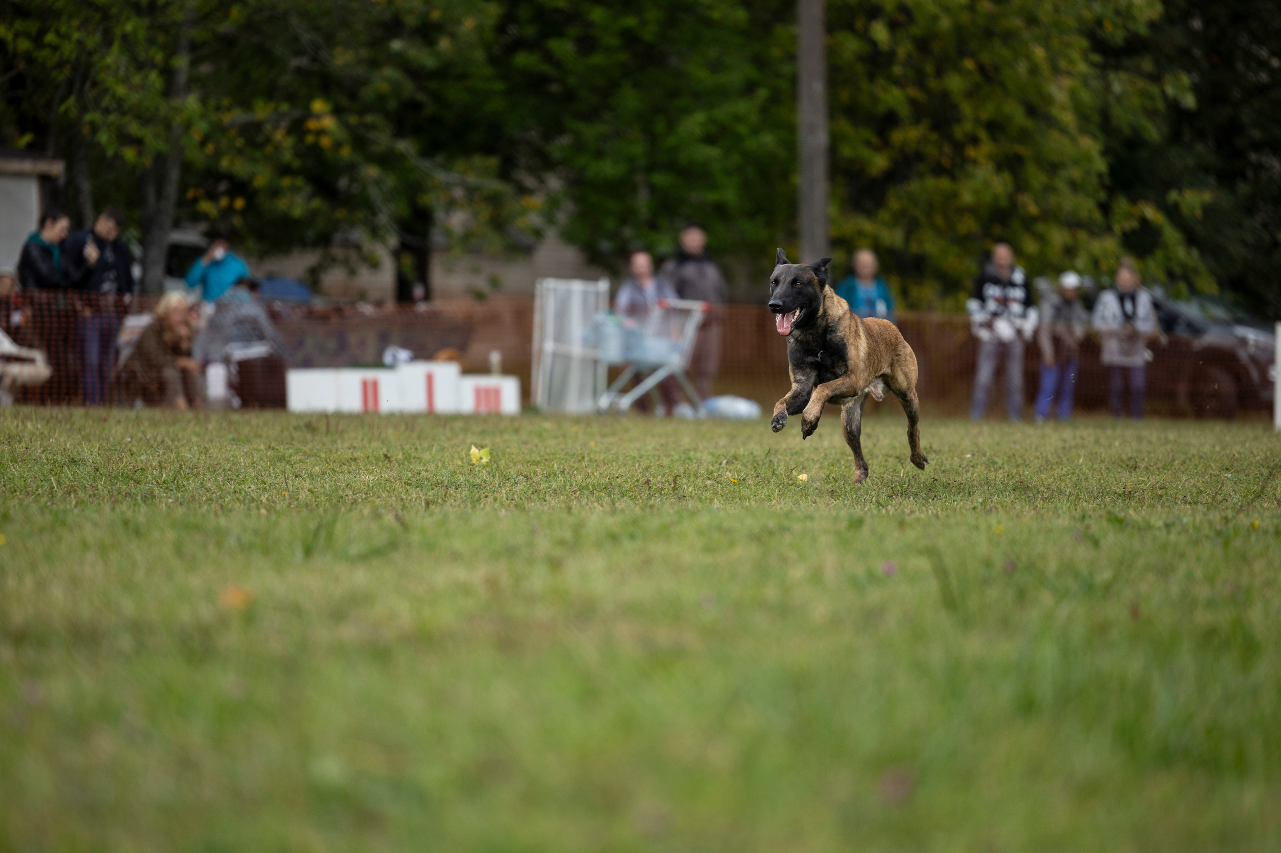 Испытания по Мондьорингу г. Пушкин. Фотограф-анималист Анна Маринич