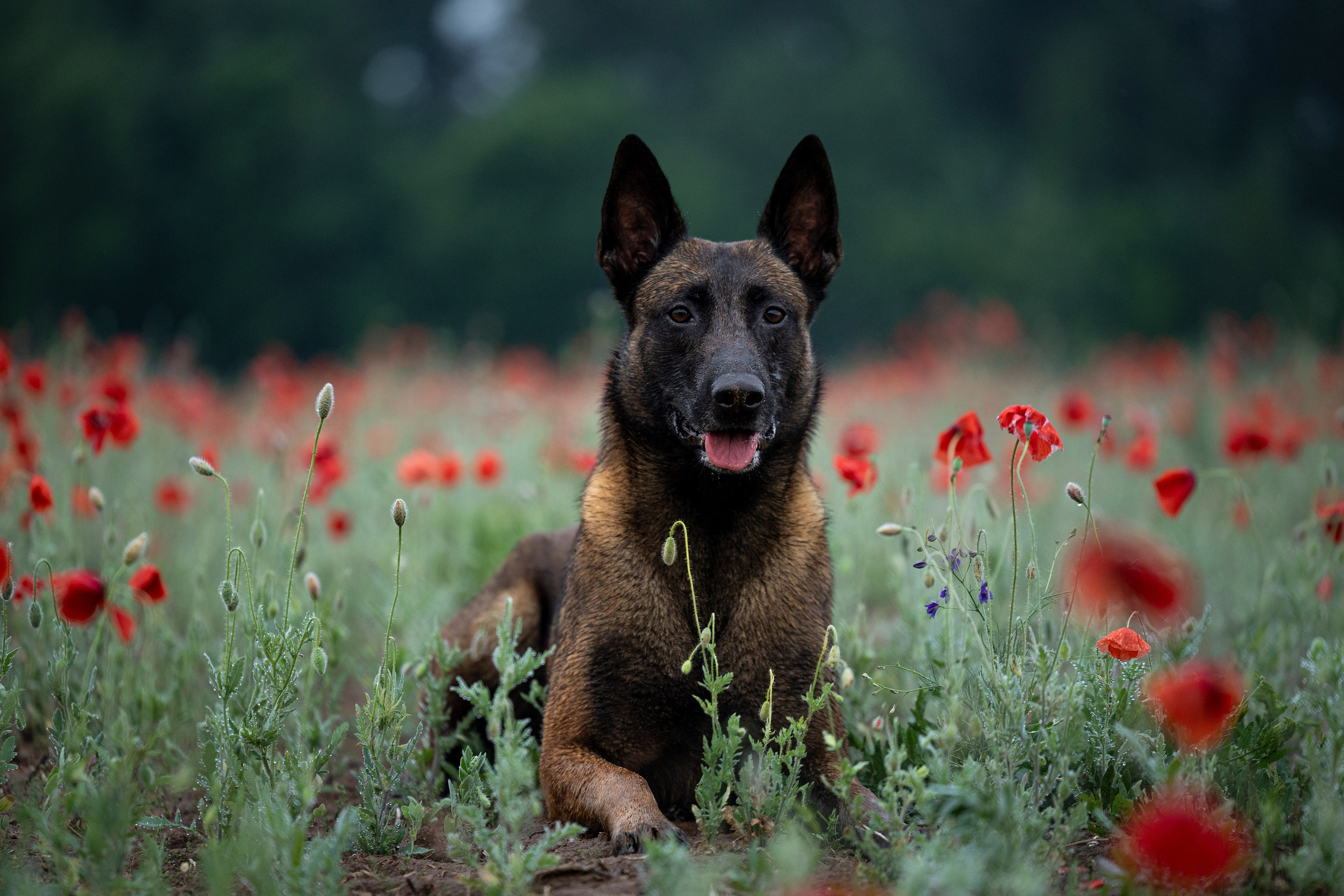 Маковое поле. Фотограф-анималист Анна Маринич