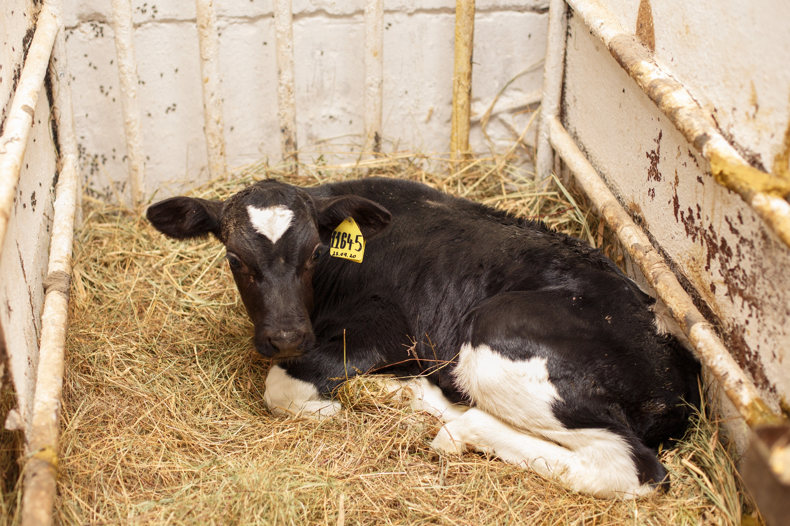 Шатурский Агропромышленный комбинат. Деловая и Бизнес съемка в  Москве Инесса Грушко