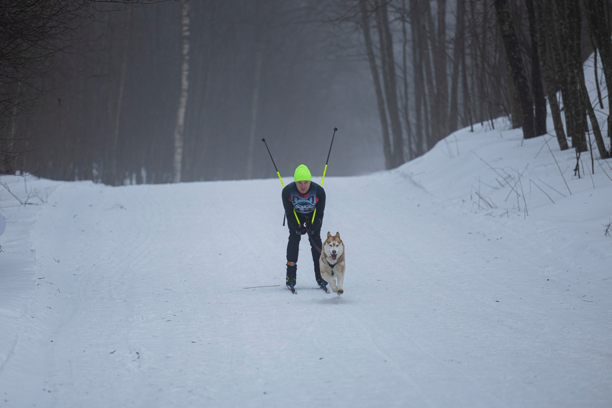 Зимний Чемпионат Санкт-Петербурга по ездовому спорту. Фотограф-анималист Анна Маринич