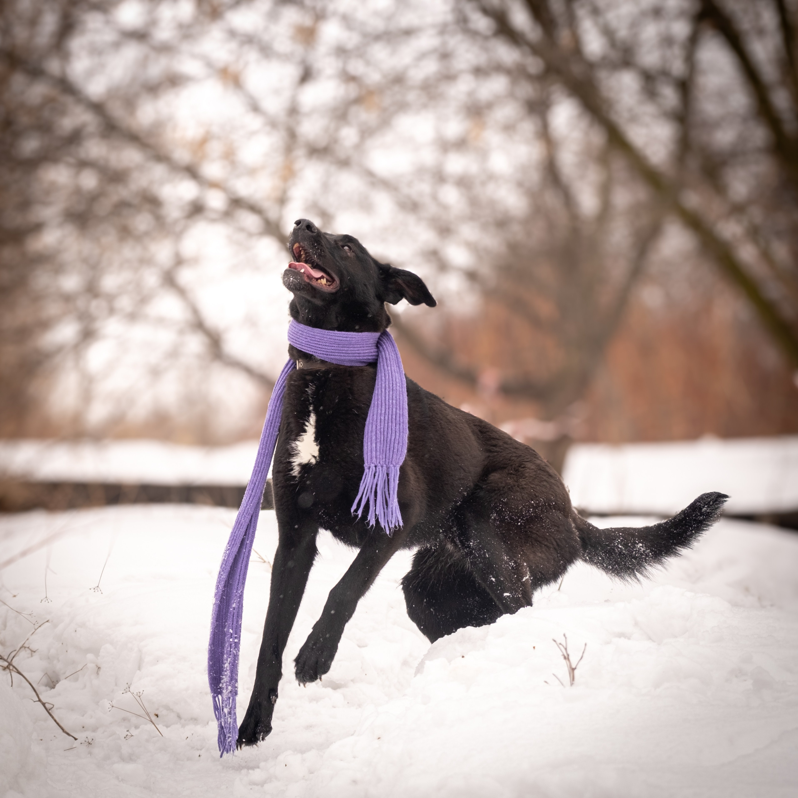 Приют Бирюлёво — для Надежды!. Зоофотограф, фотограф животных в Москве и области Дина Дамоцева