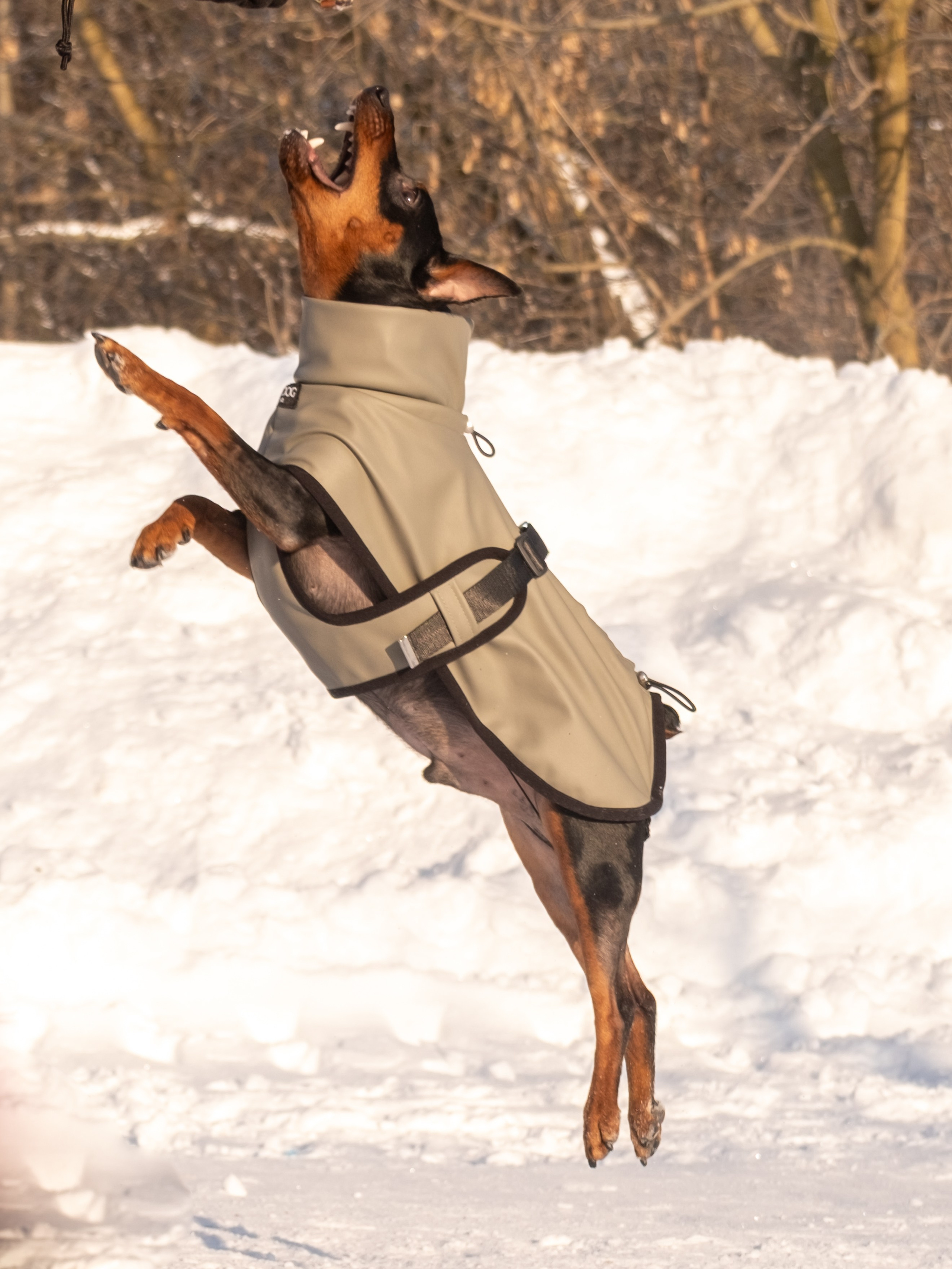 Одежда для собак. Заказчик — Екатерина!. Зоофотограф, фотограф животных в Москве и области Дина Дамоцева