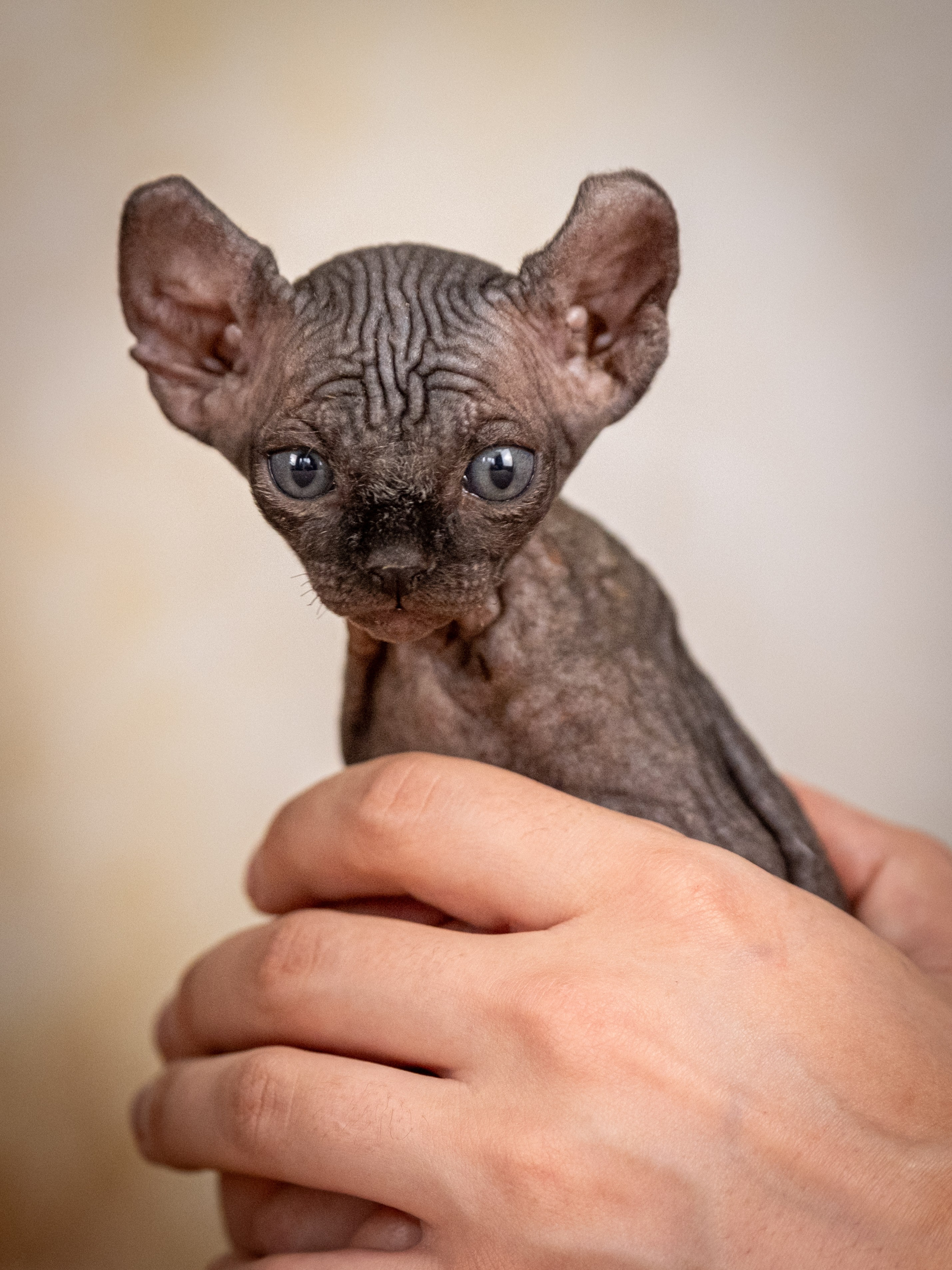 Сфинксы и эльфы для Никиты!. Зоофотограф, фотограф животных в Москве и области Дина Дамоцева