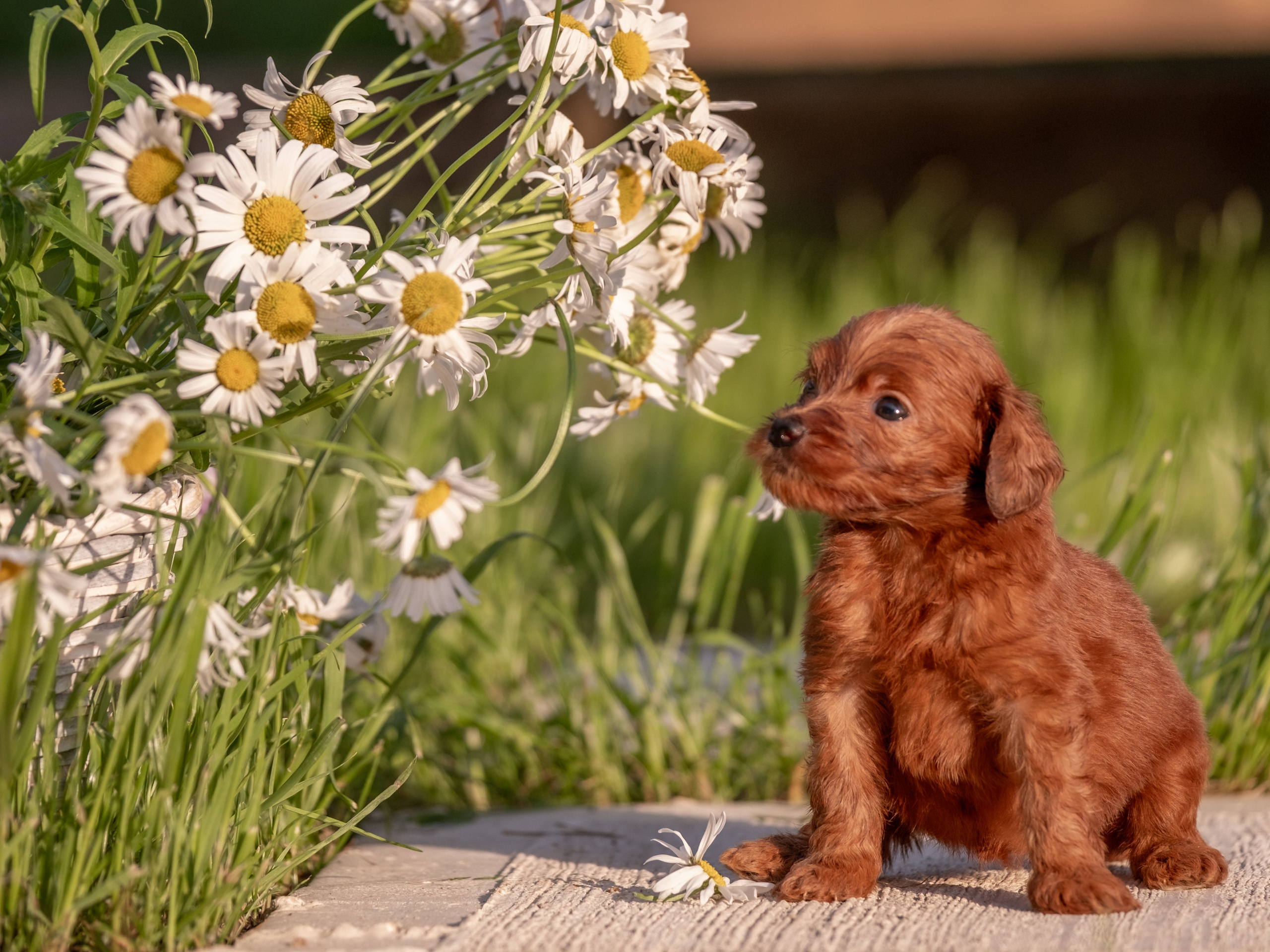 Неповторимые лабрадудли для Елены). Зоофотограф, фотограф животных в Москве и области Дина Дамоцева