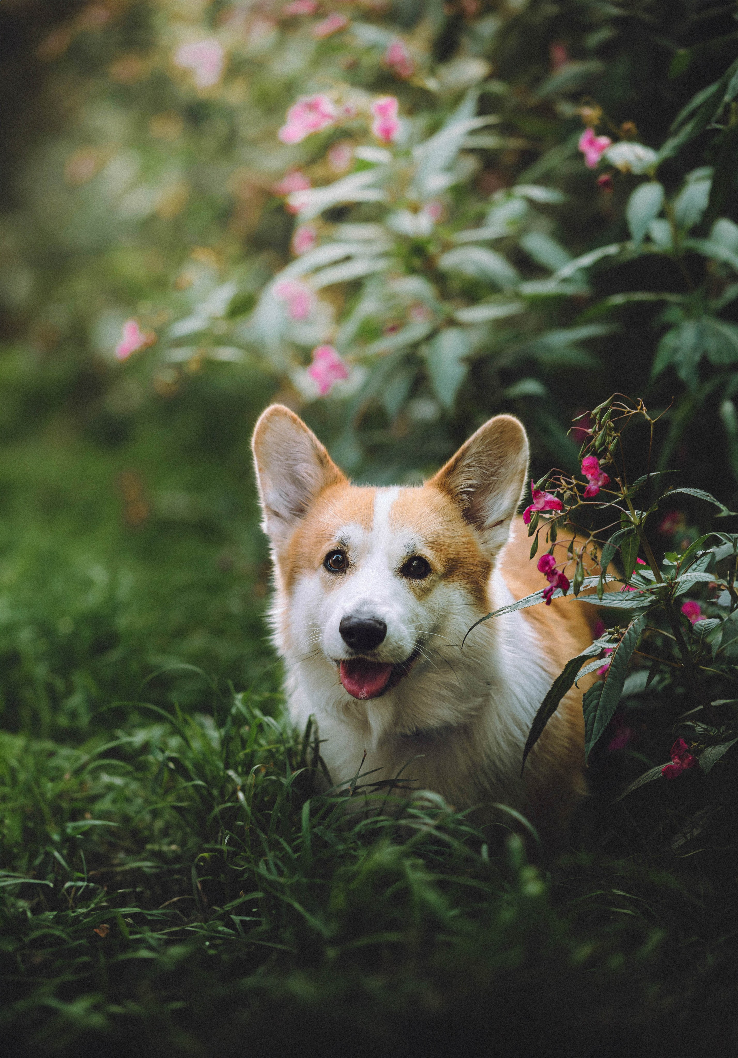 Арчи и его семья
